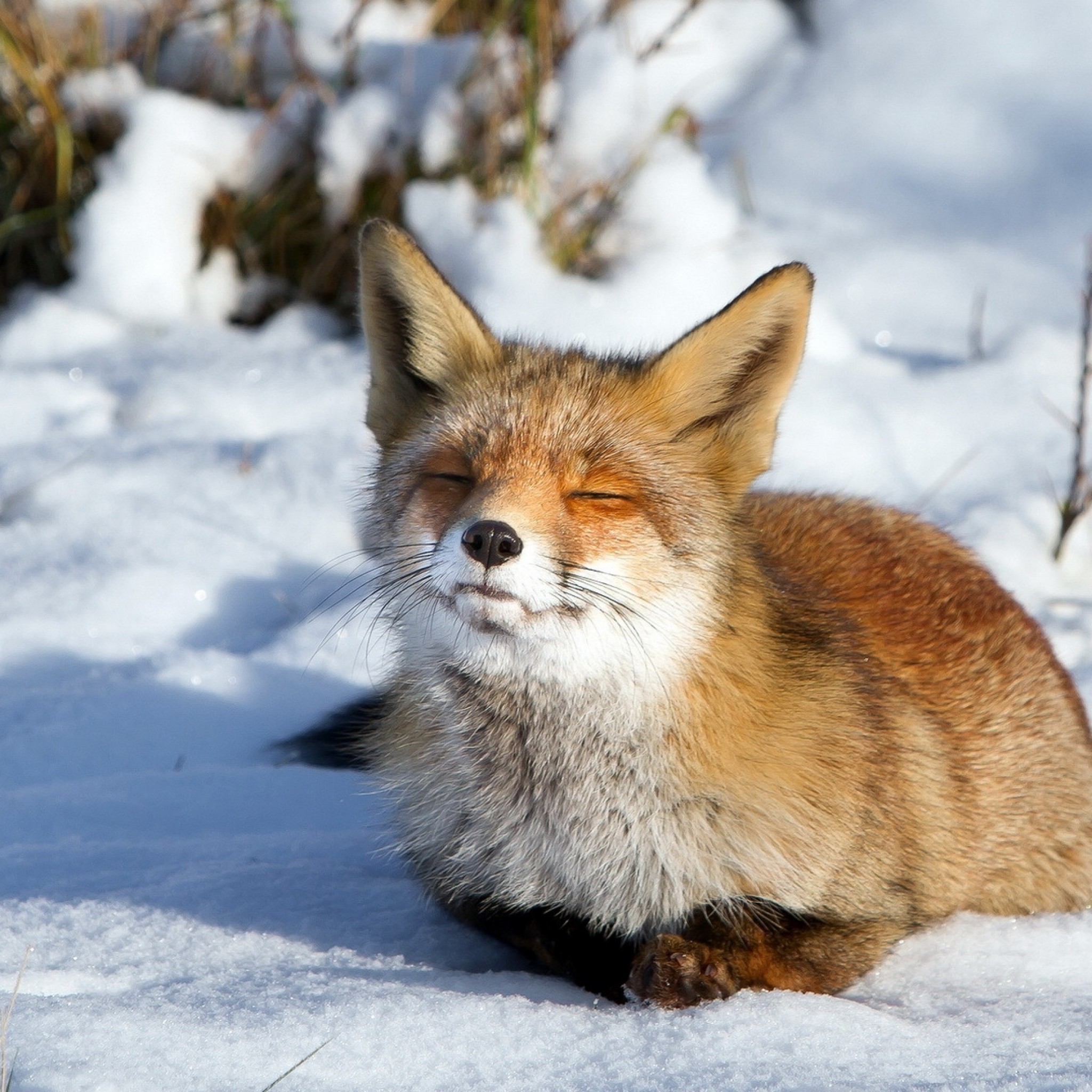 2048x2048 Preview wallpaper fox, snow, winter 