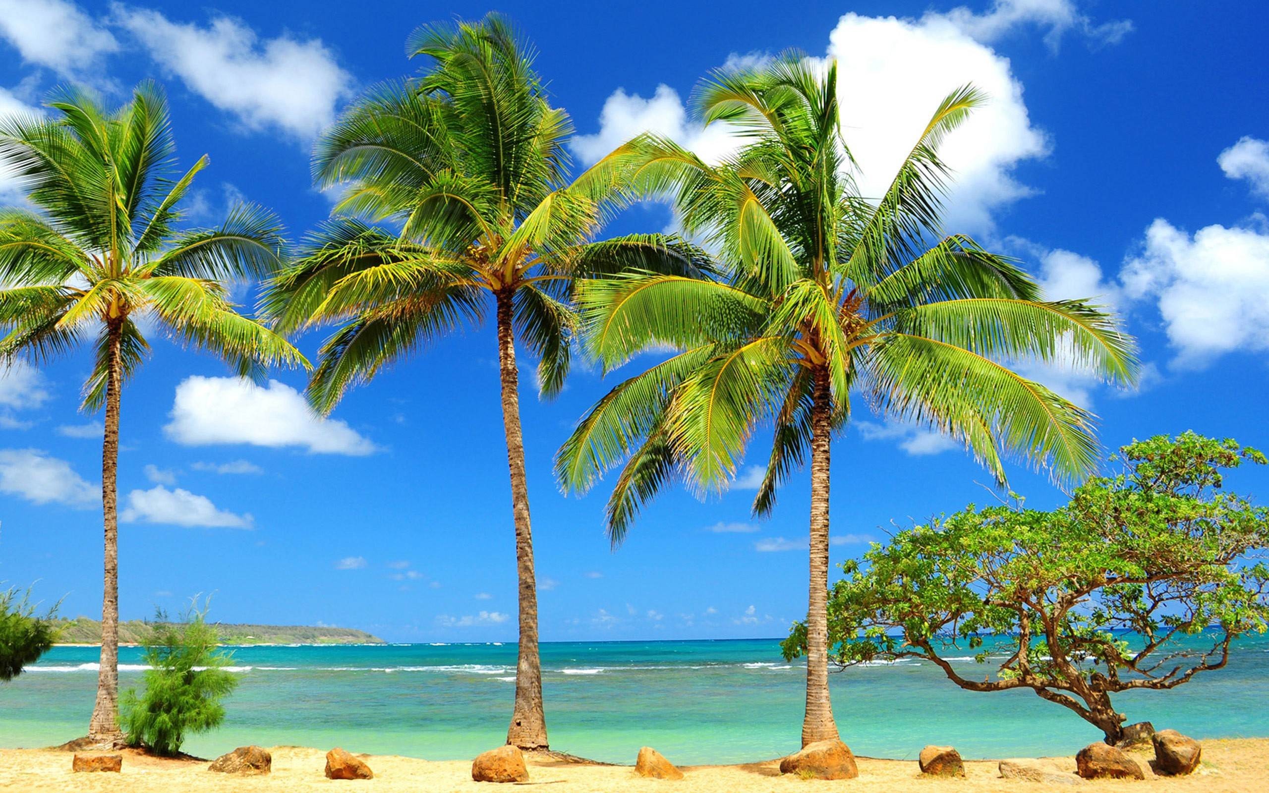 2560x1600 Beach Palm Tree HD Wallpaper Free Download | HD Free Wallpapers .