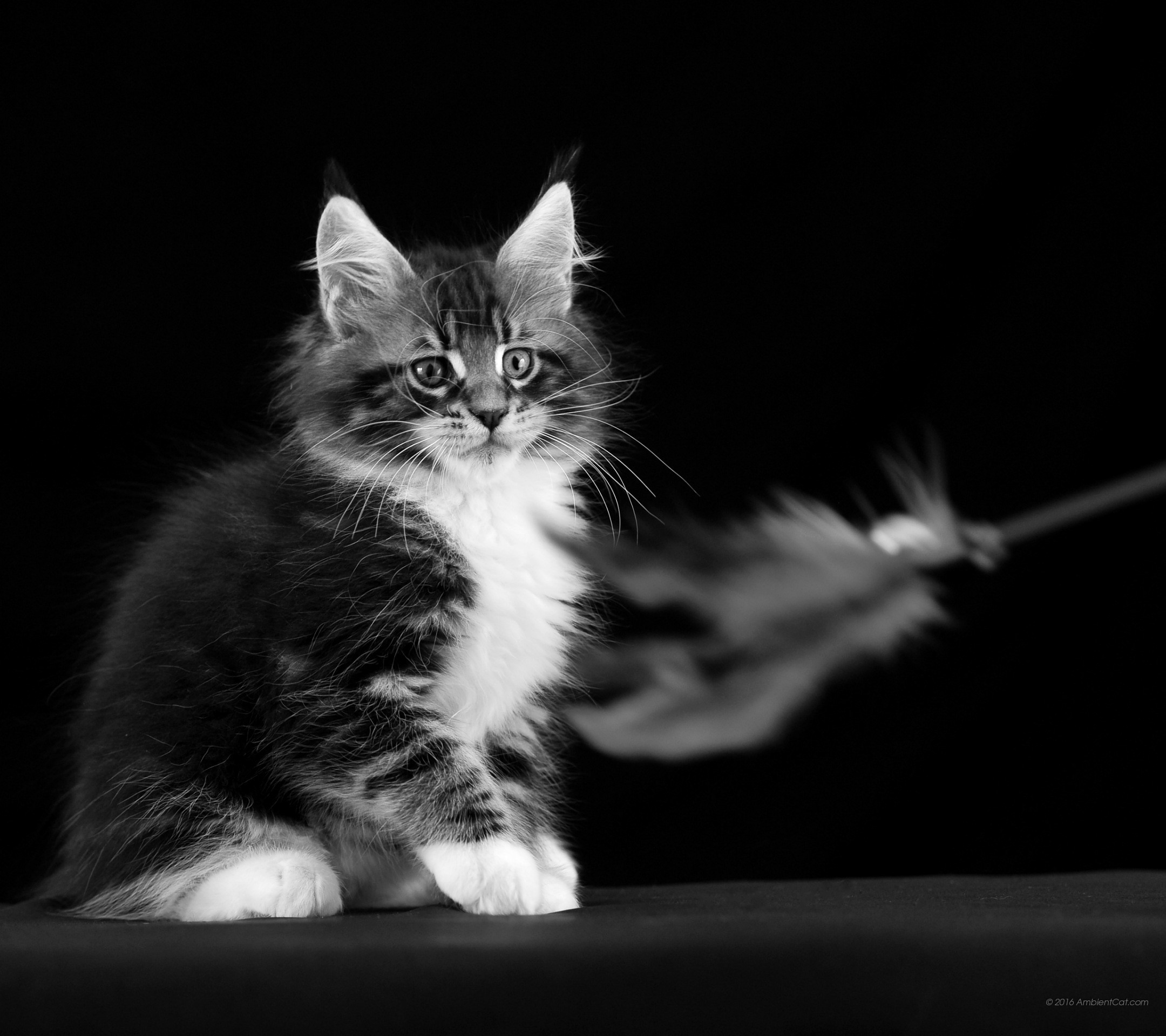 2160x1920 Black and white - Cats - wallpapers for desktop free: Black and white  background photos