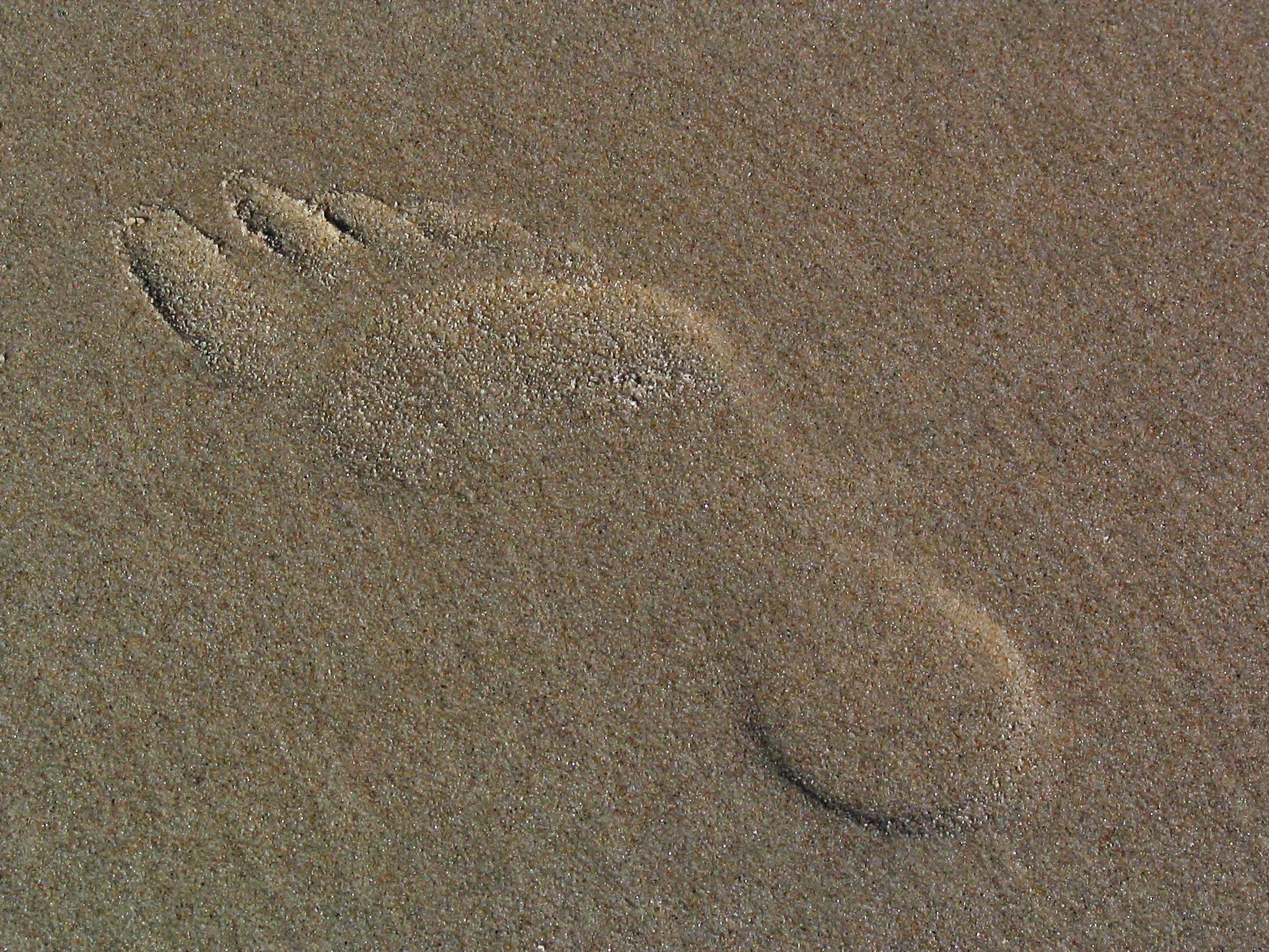2048x1536 footprints in the sand illustration