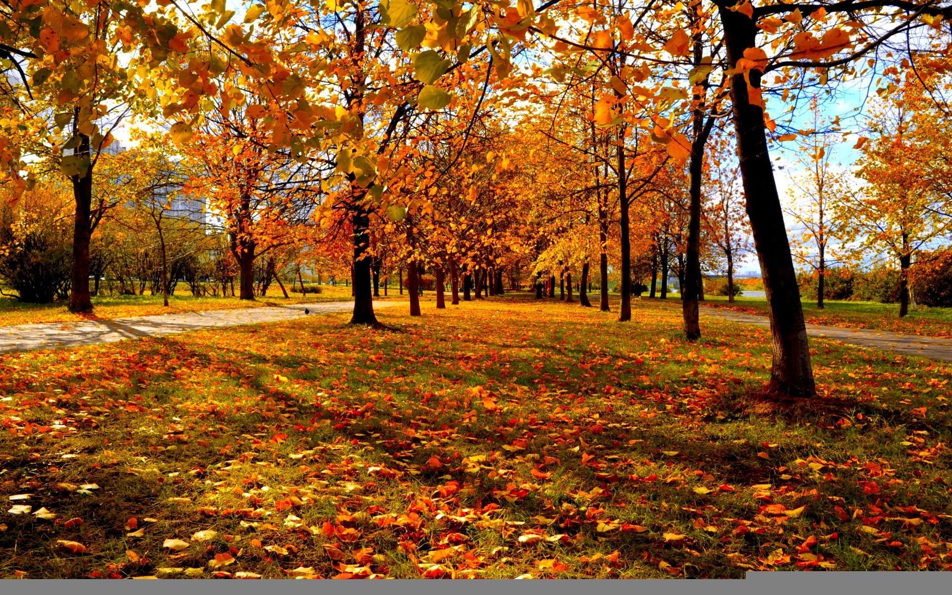 1920x1200 Fall Trees Background wallpaper  29981 