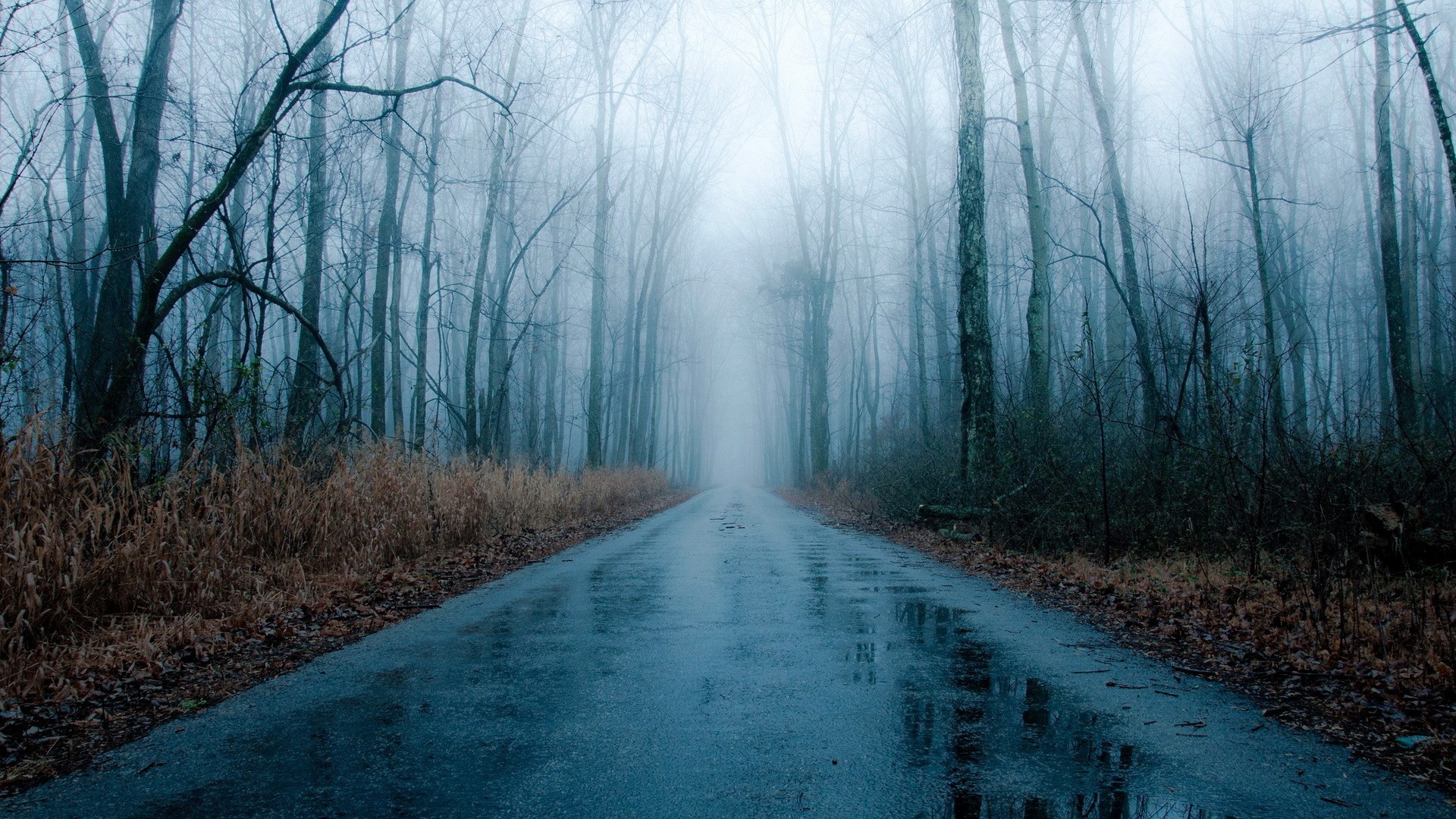 1920x1080 Foggy Rainy Road Bare Forest Winter Fog Rain Wallpaper HD 1080p