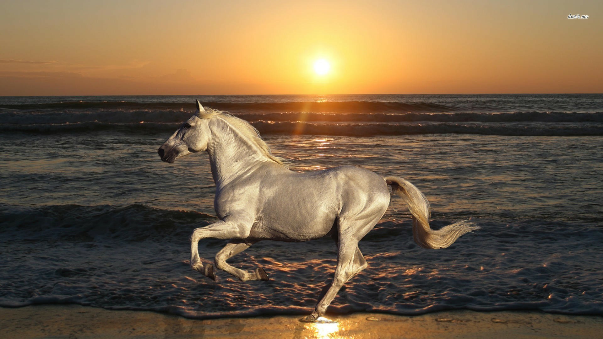 1920x1080 White Horse Wallpapers Picture