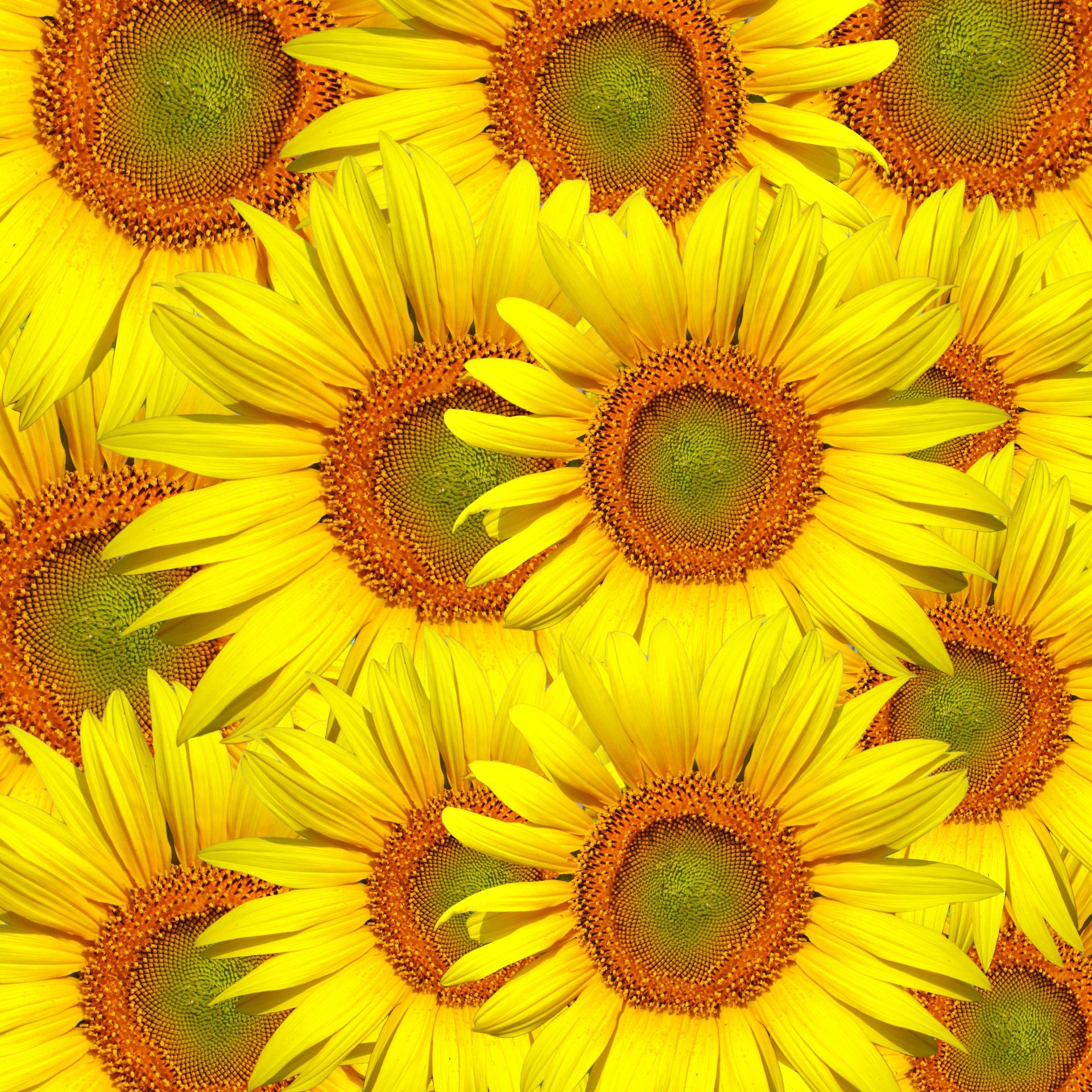 1920x1920 ... Sunflowers Background Wallpaper ...