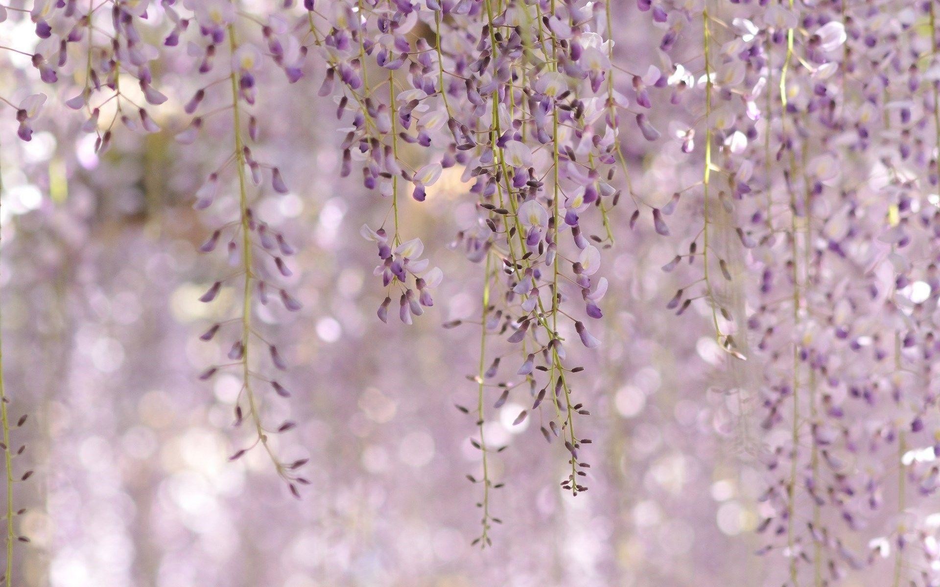 1920x1200 Wisteria Floribunda Royal Purple Flowers