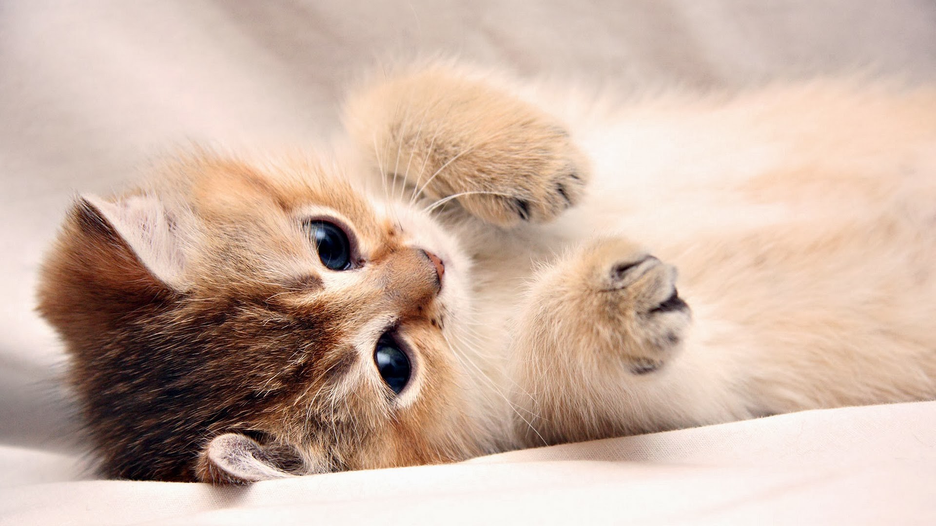 1920x1080 Wallpaper Details. File Name: Cute Cats ...