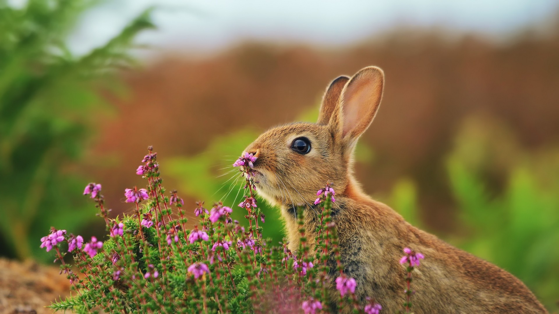 1920x1080 Cute wild rabbit sniffing flowers: