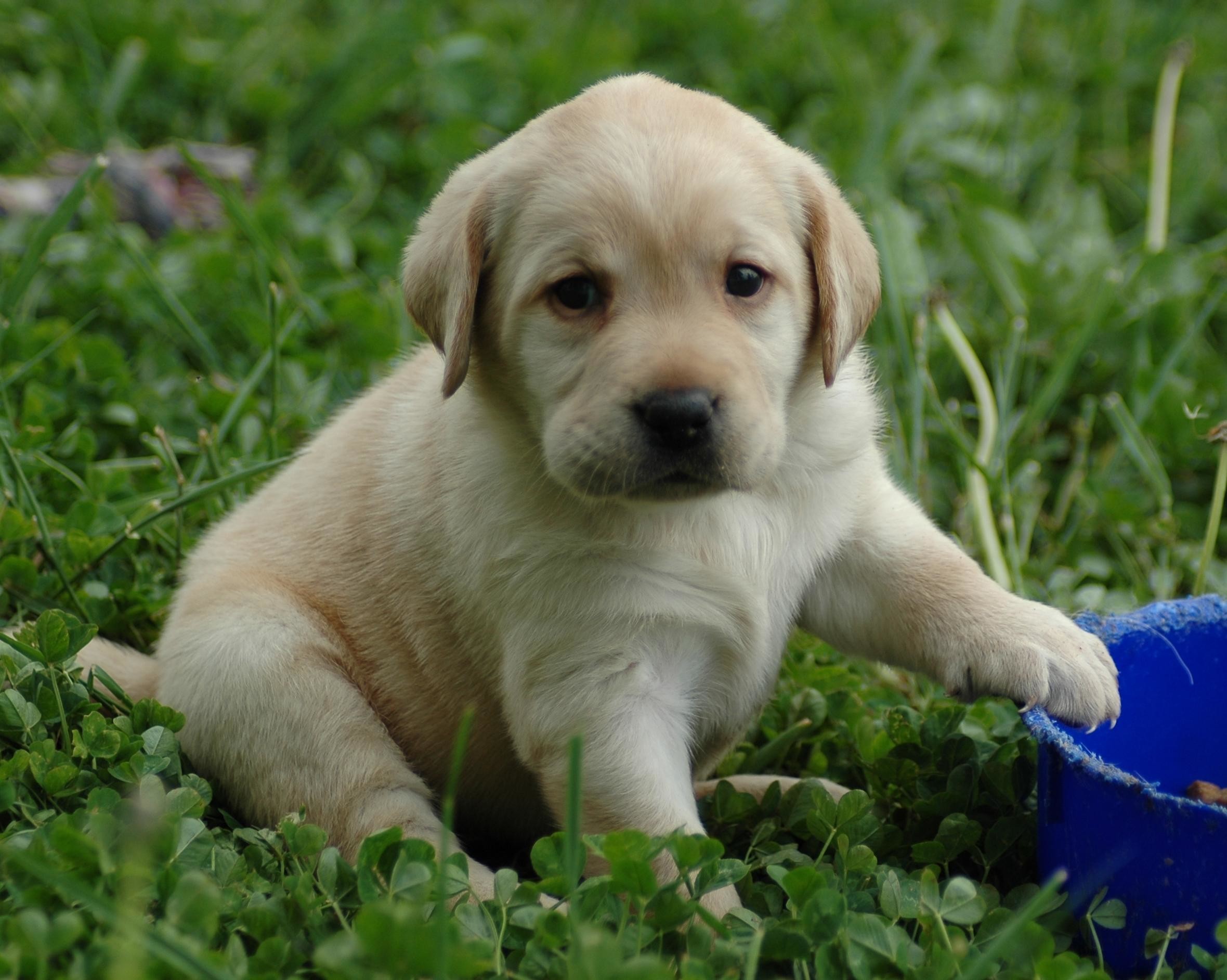 2360x1884 Puppy Lab Hd Wallpaper Free Images At Clker Vector