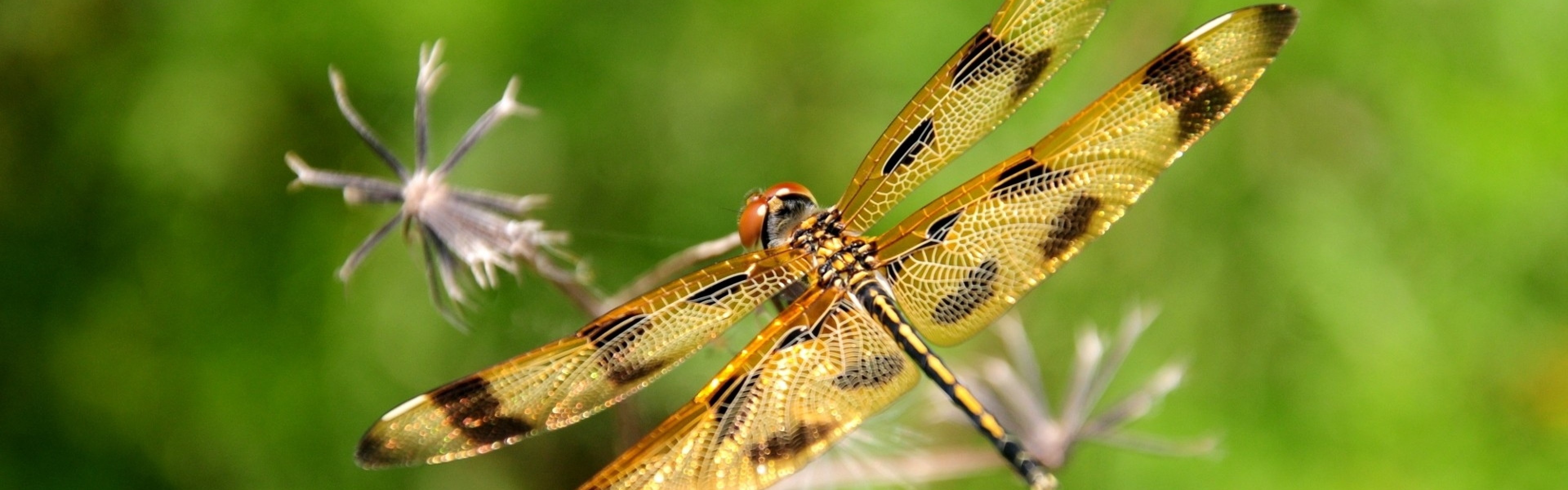 3840x1200  Wallpaper dragonfly, insect, flying, grass
