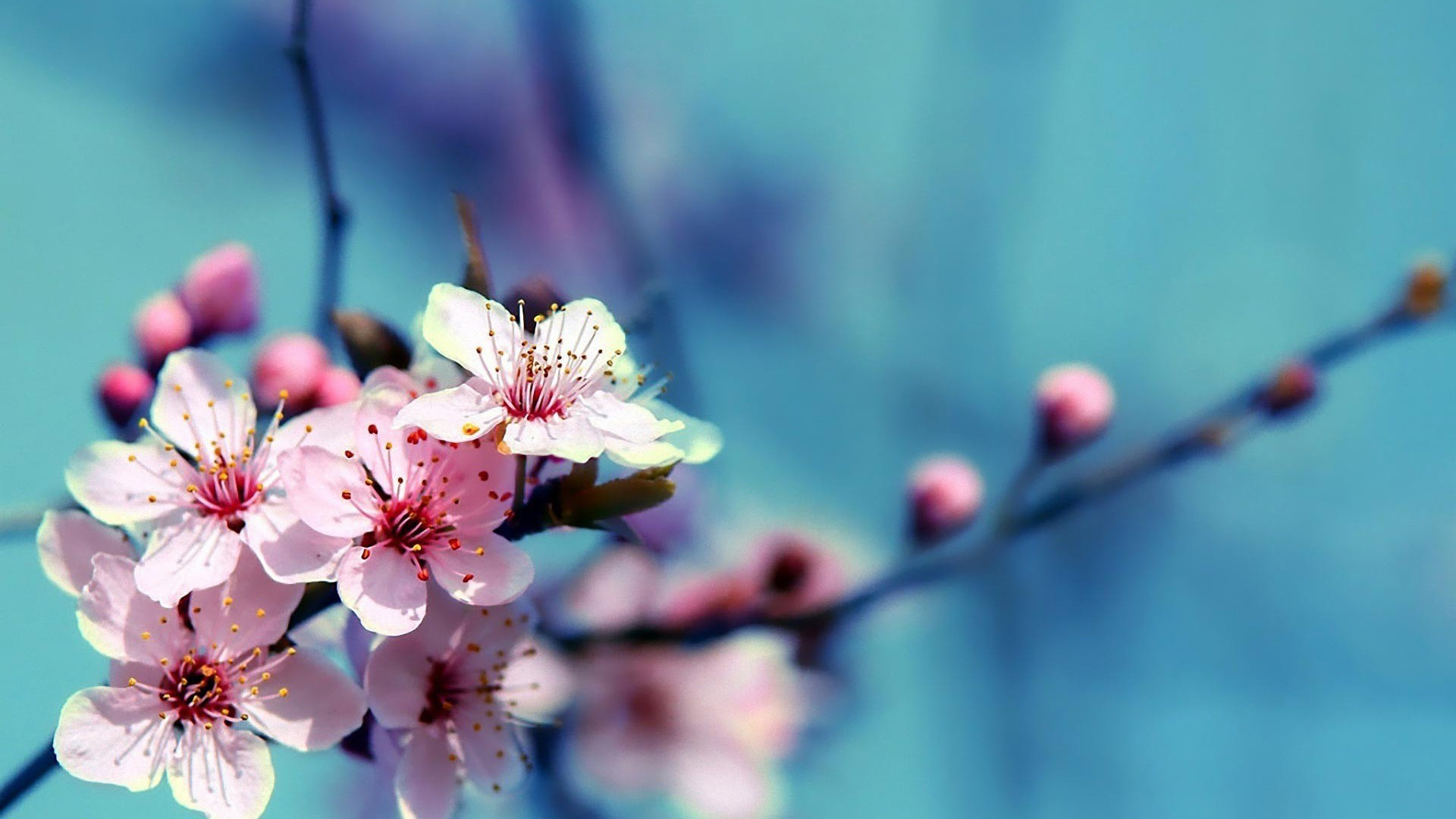 1920x1080 Flowers Cherry Blossom Wallpapers 