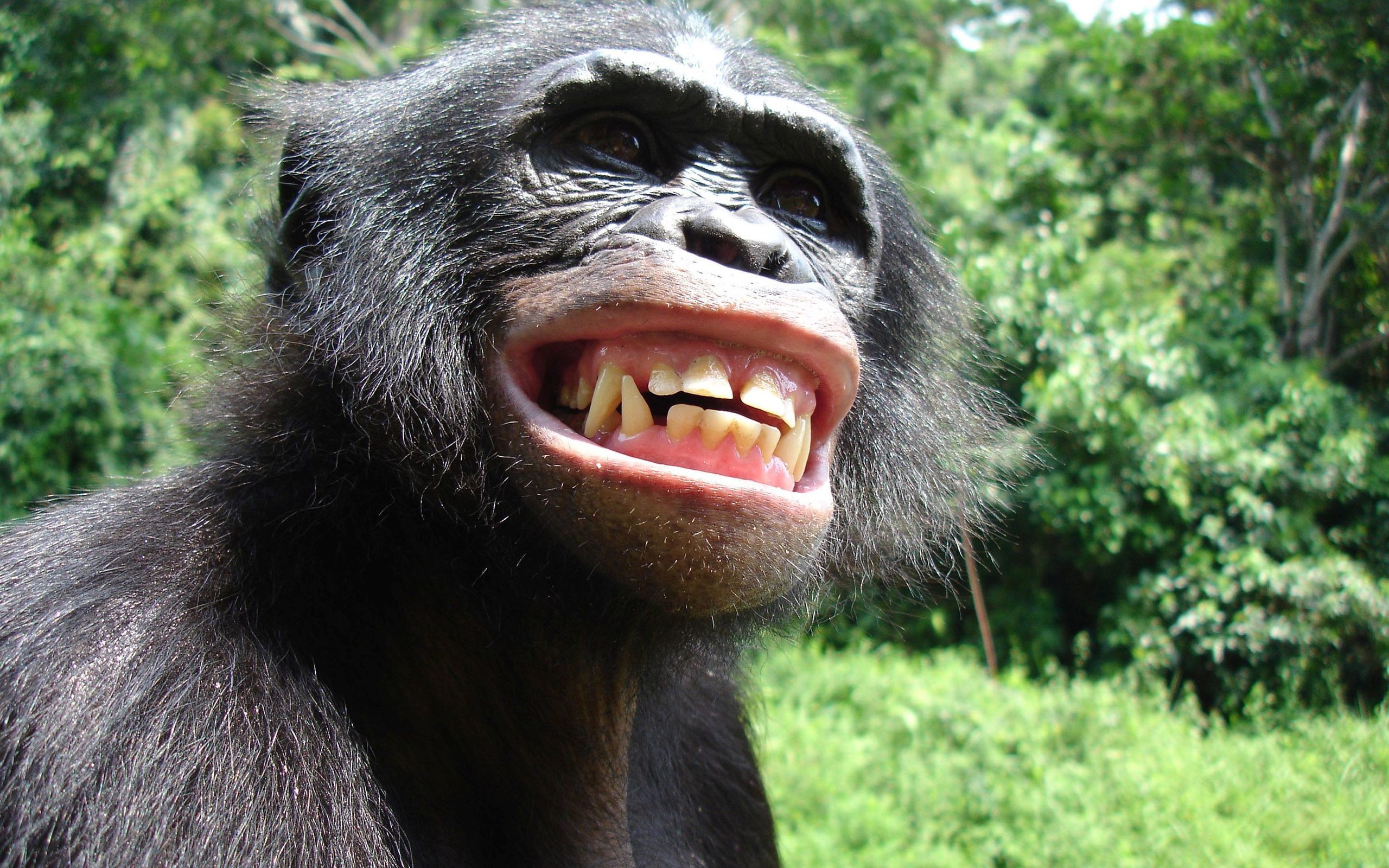 2560x1600 ... chimpanzee HD Wallpaper  Smiling ...