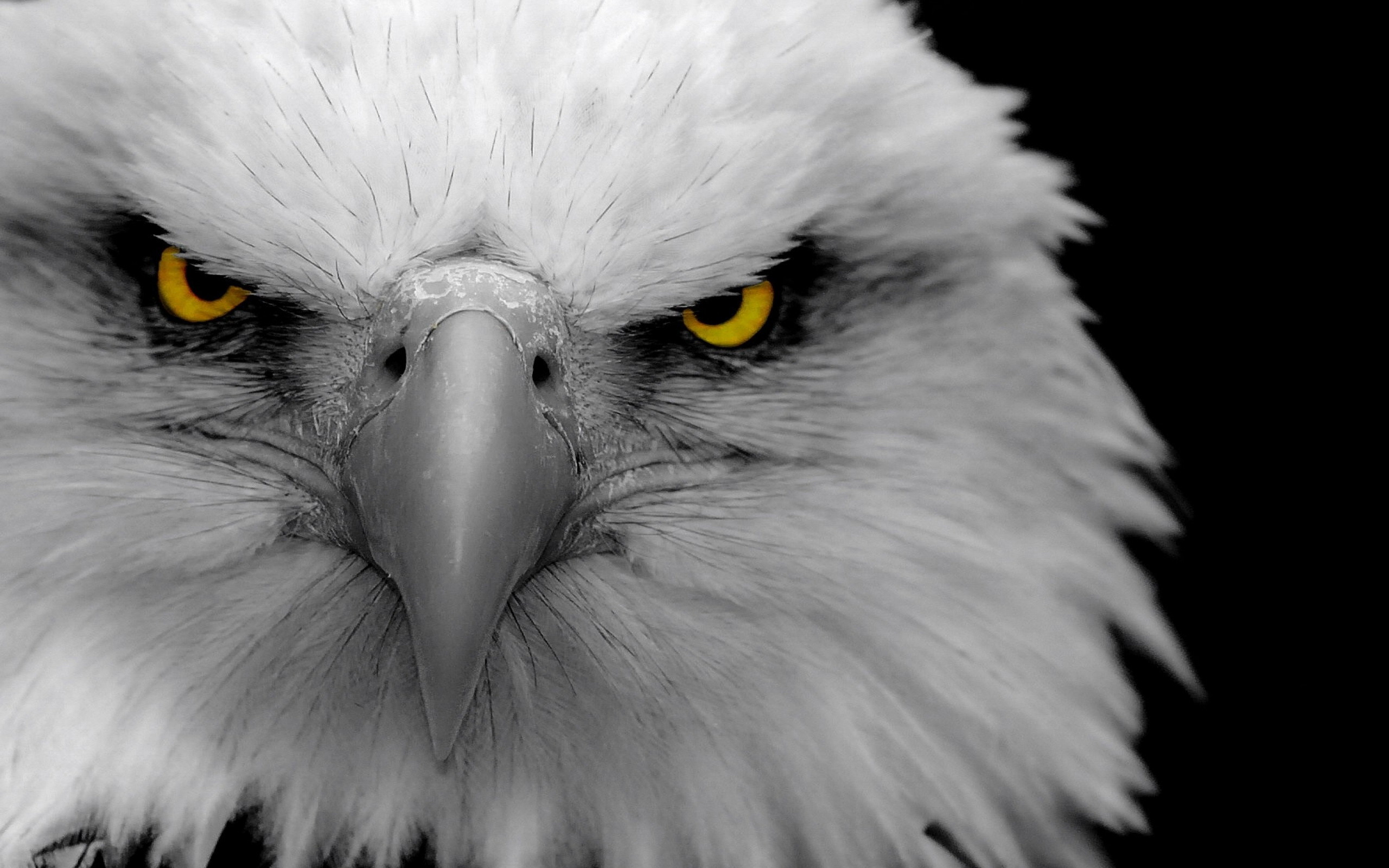 2560x1600 Animal - Bald Eagle Wallpaper