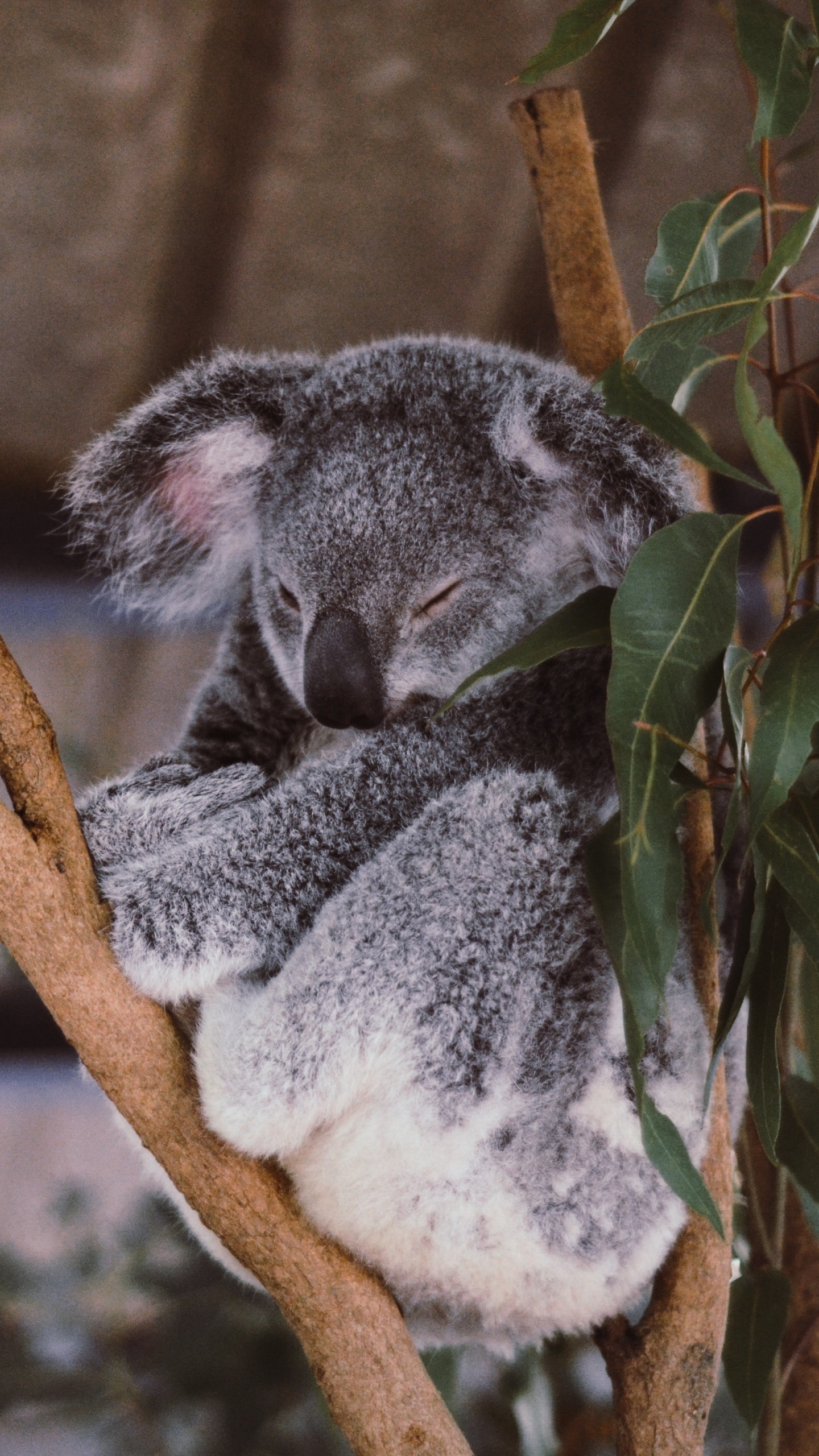 1440x2560 Preview wallpaper koala, eucalyptus, tree, sleep 