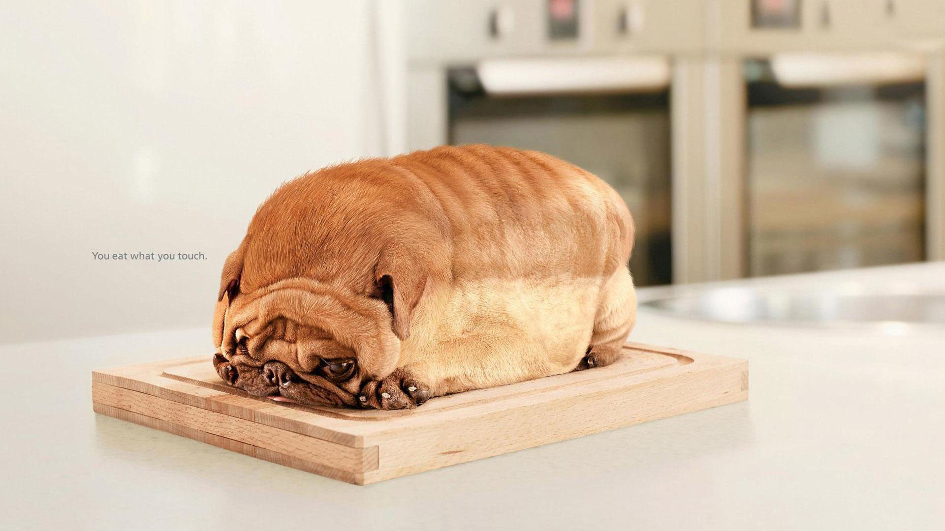1920x1080 hd pics photos cute pug dog funny bread hd quality desktop background  wallpaper