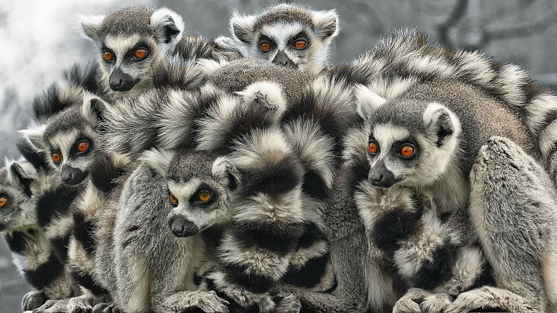 1920x1080 Animal - Lemur Wallpaper