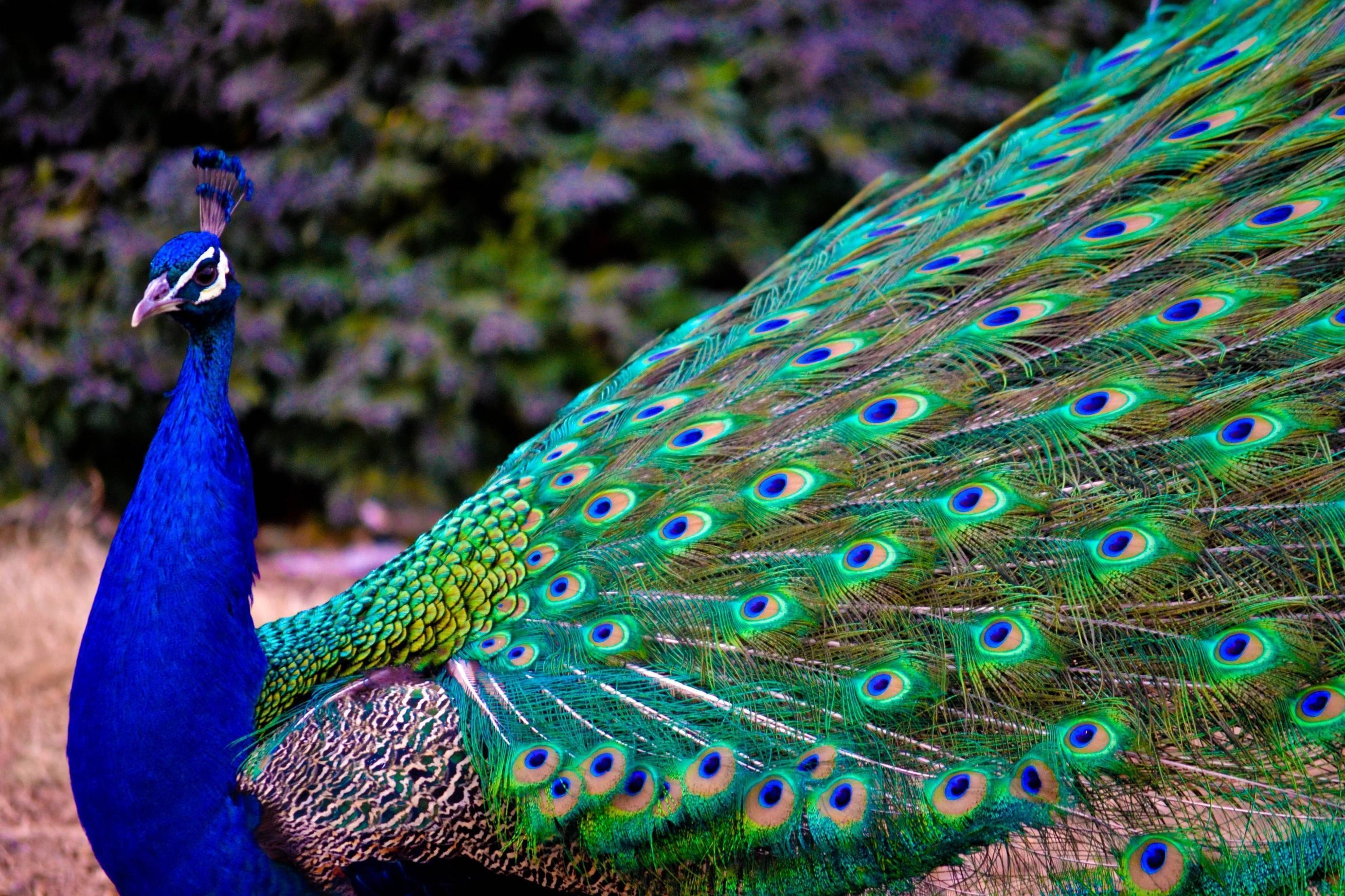 2765x1843 Peacock HD Wallpaper | Peacock Pictures | New Wallpapers
