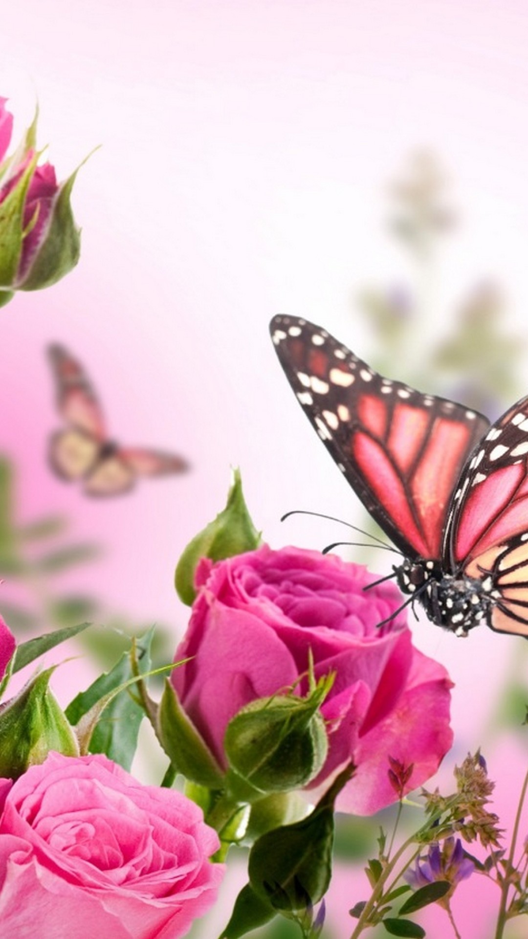 Pink Butterfly Wallpaper (69+ images)