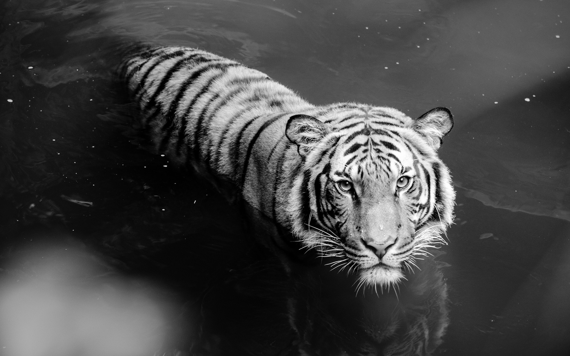 1920x1200 White Tiger Wallpapers Mobile