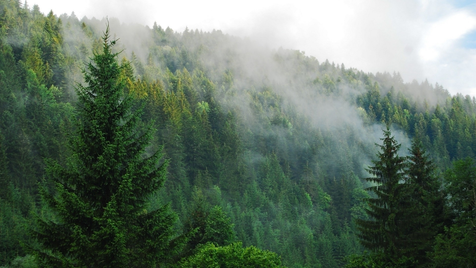 1920x1080 Fog over a pine forest wallpaper