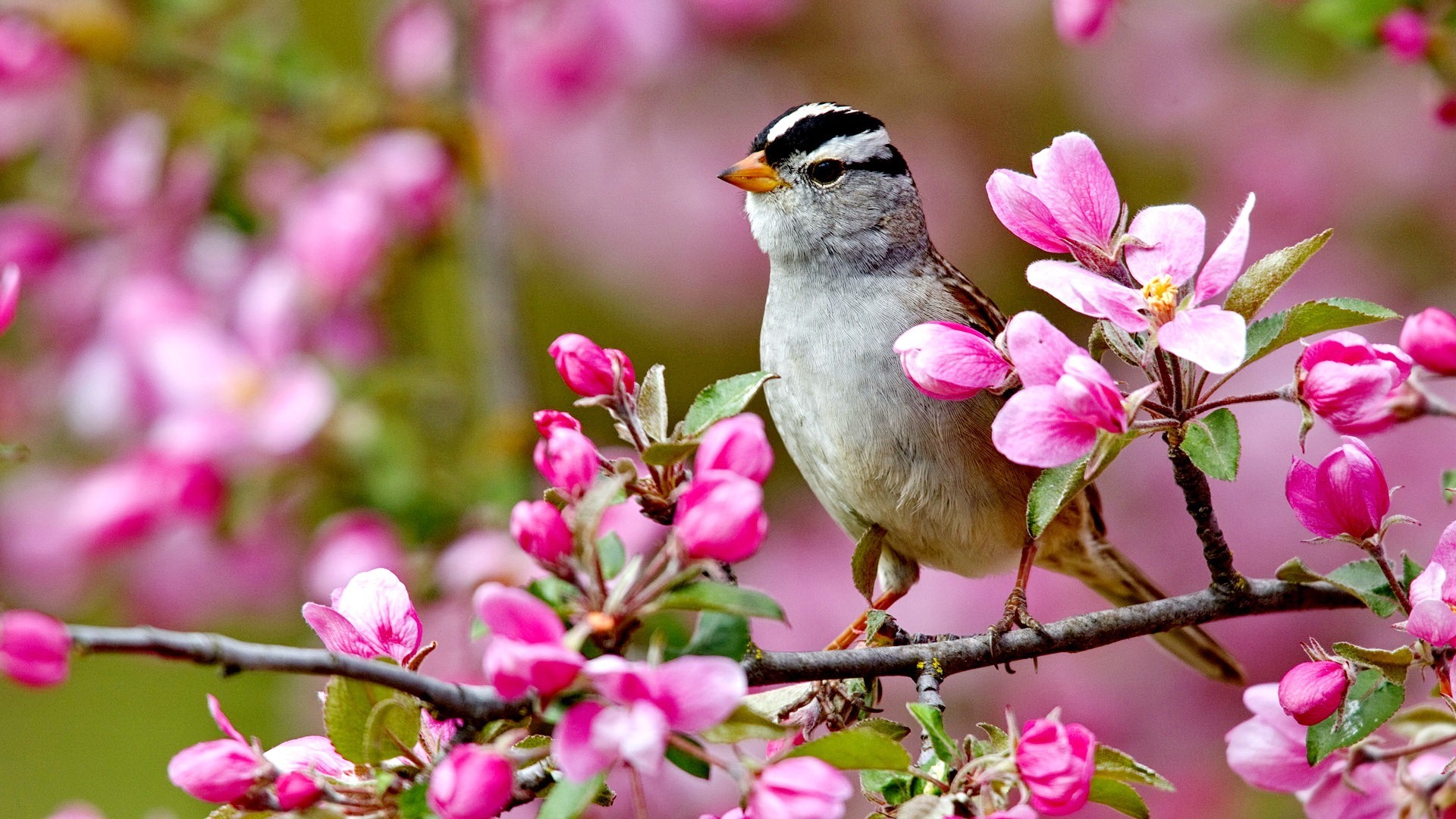 1920x1080 Flowers: Bird Spring Flowers Colorful Forces Nature Colors Birds Splendor  Pink Tree Buds Landscpae Lovely