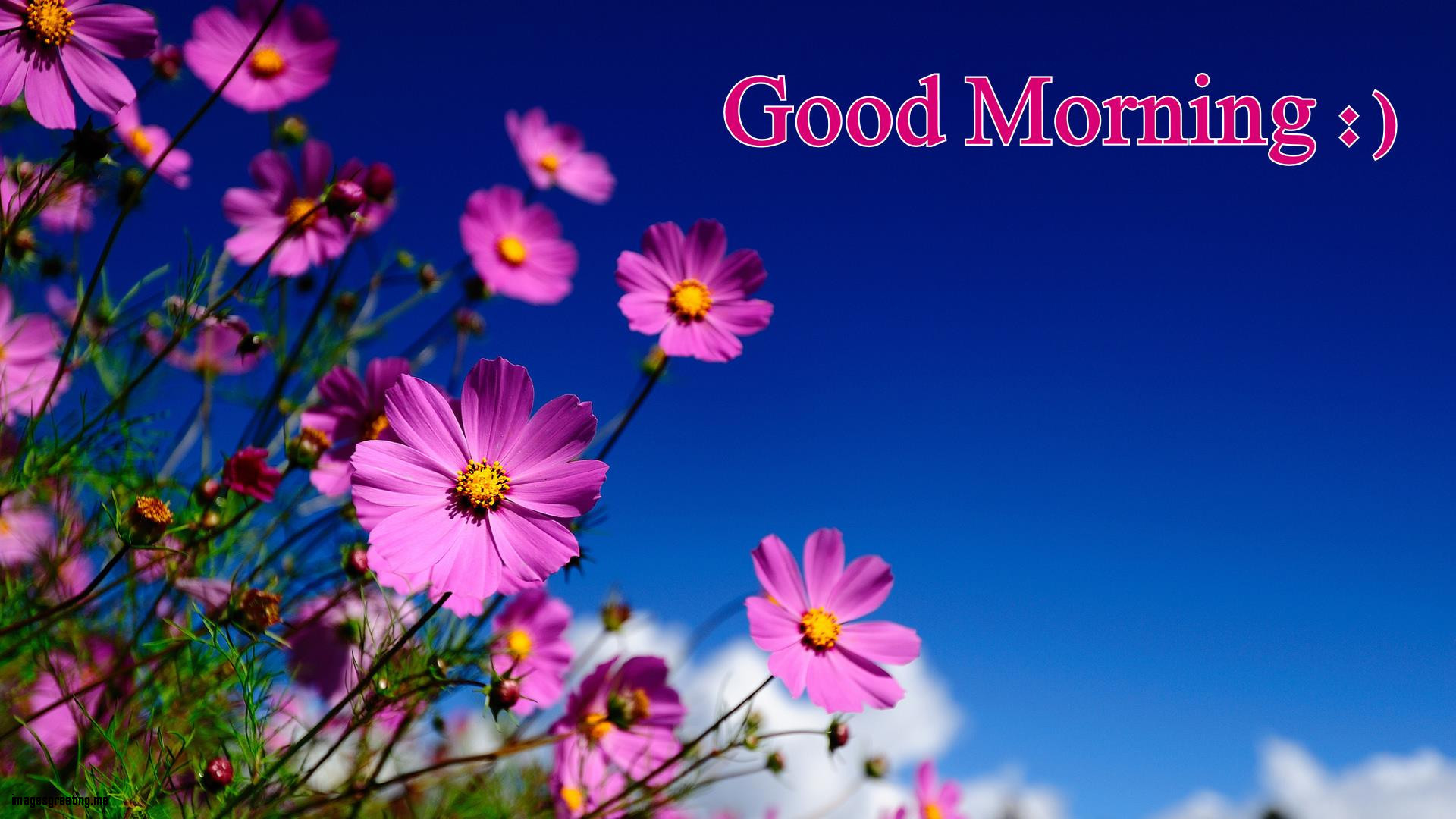 99+ good morning images 2023 Download, hd, wallpapers, photo