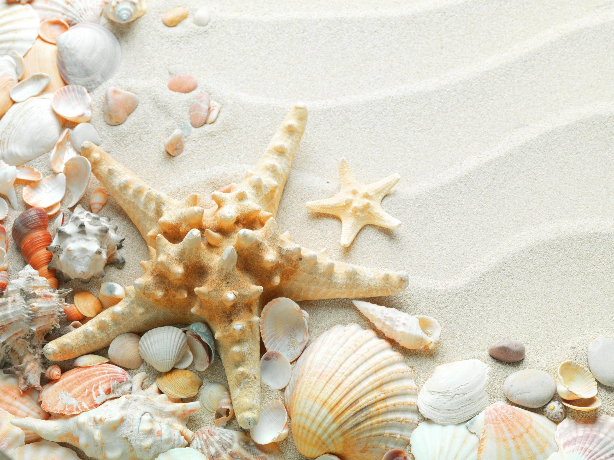 2560x1920 Sand Starfish Seashells White Sand | Tumblr Backgrounds | Tumblr .