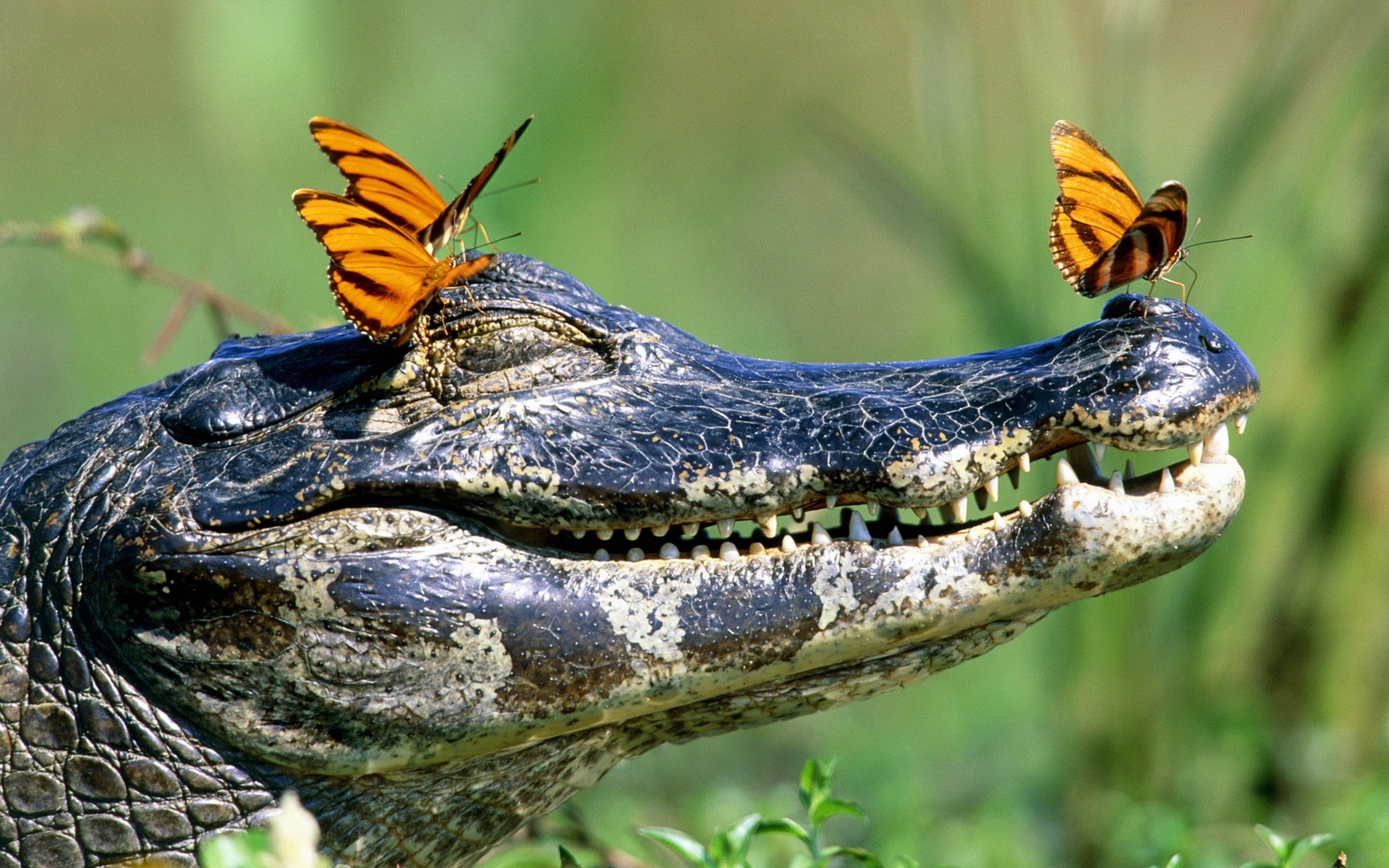 1920x1200 Crocodiles Insects Reptile HD wallpapers 