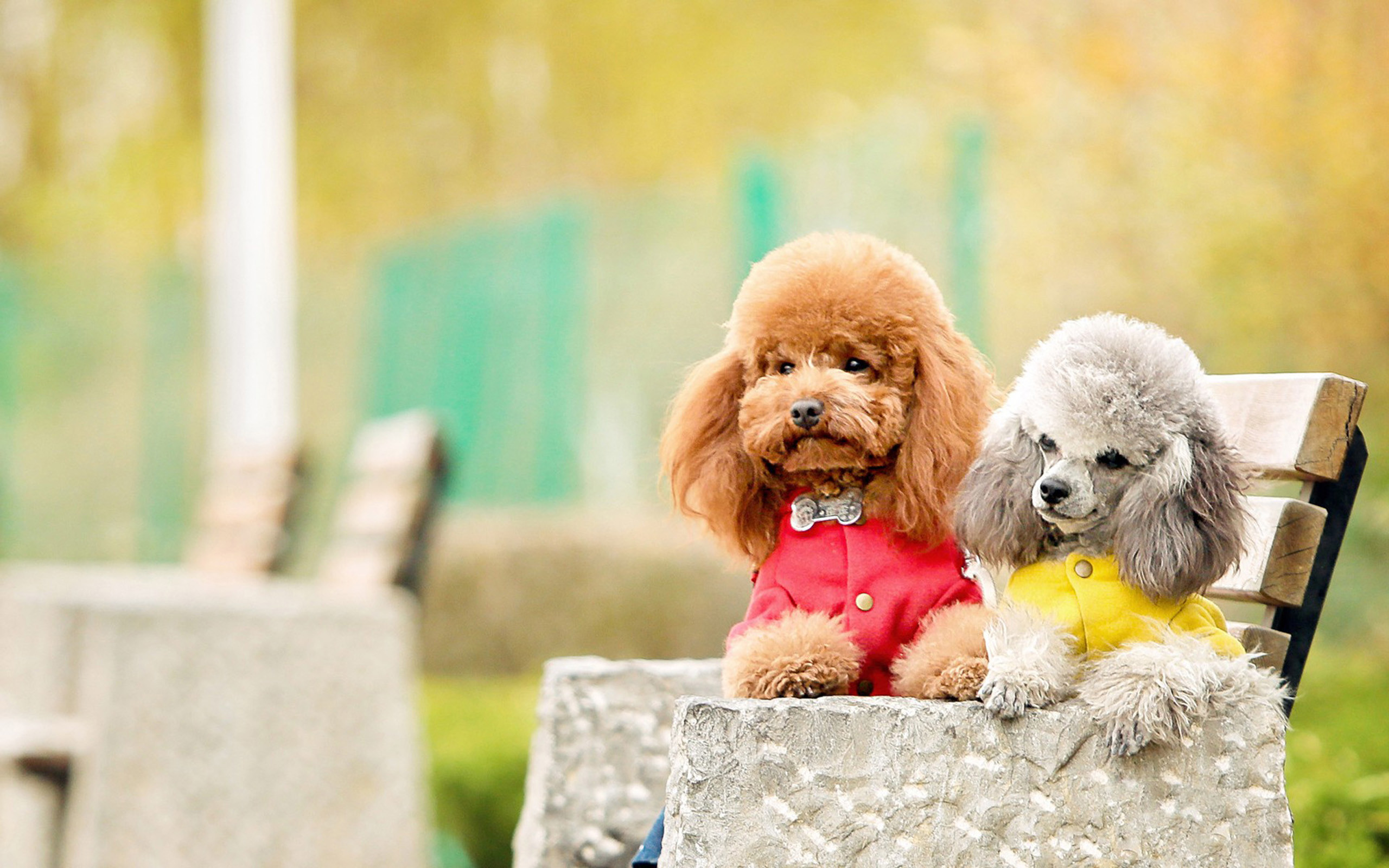 2560x1600 Res: 1920x1200, Poodle Wallpapers 10 ...
