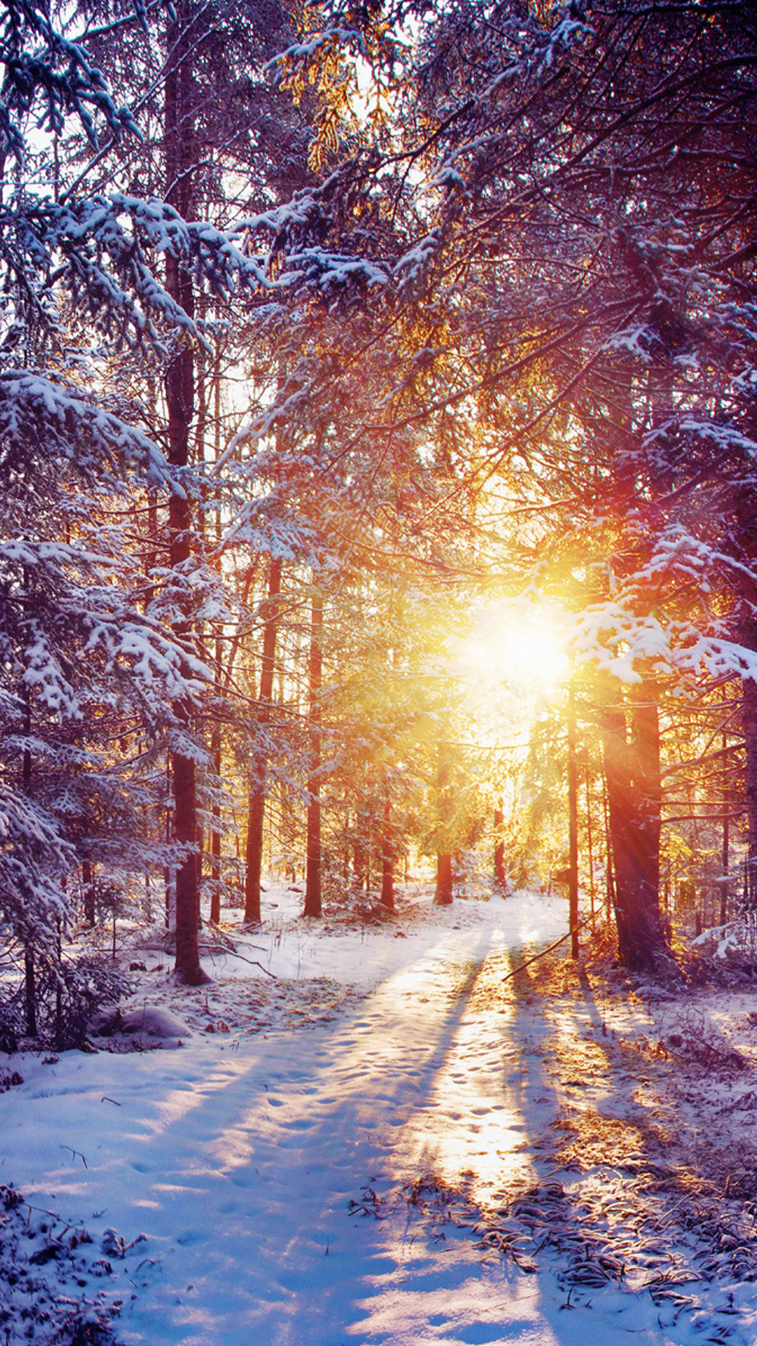 1080x1920 Winter Sunset Shining Through Forest Trees iPhone 6 Plus HD Wallpaper ...