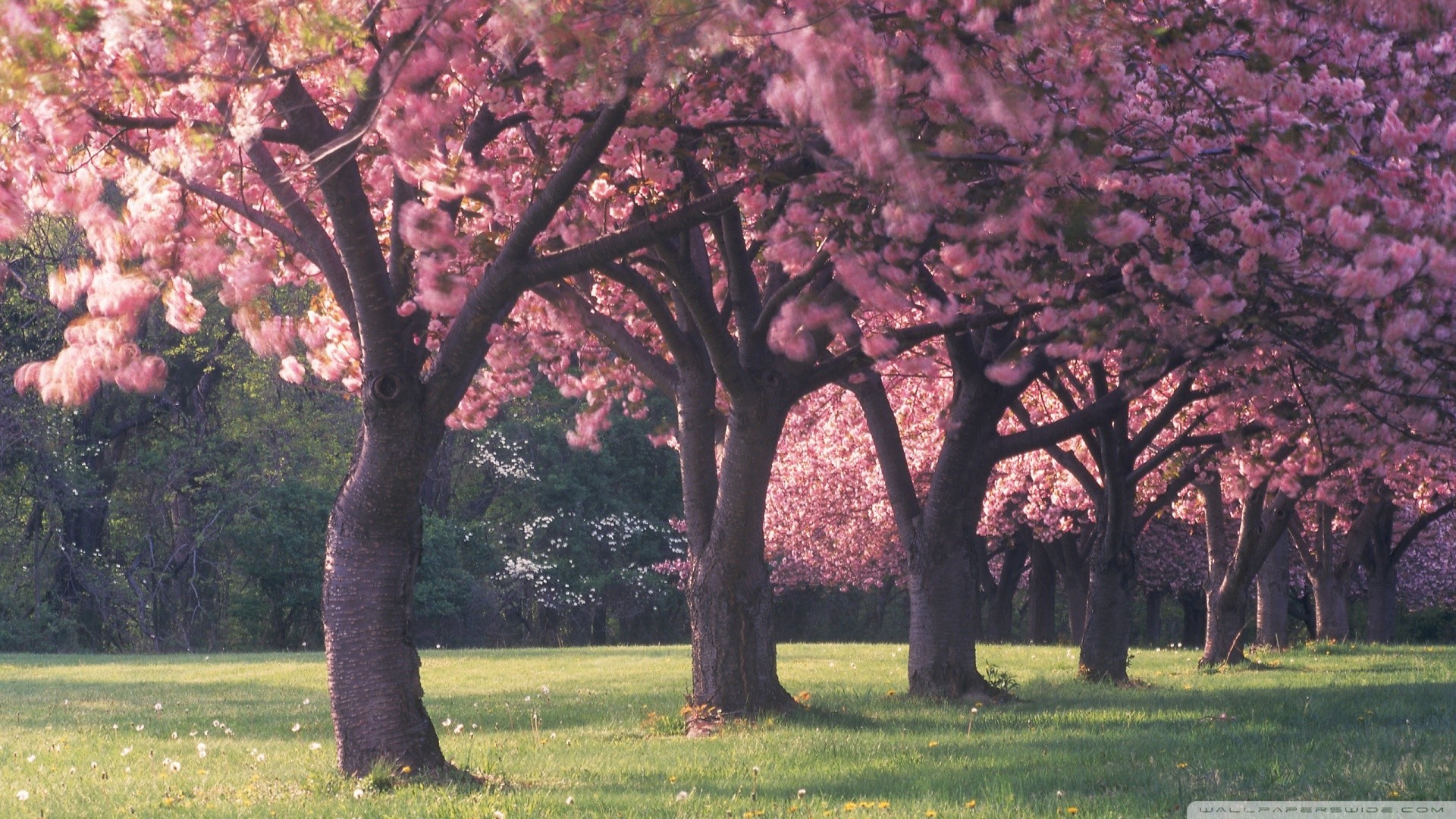 1920x1080 Sakura Flower Blossom HD Wallpaper | HD Desktop Background