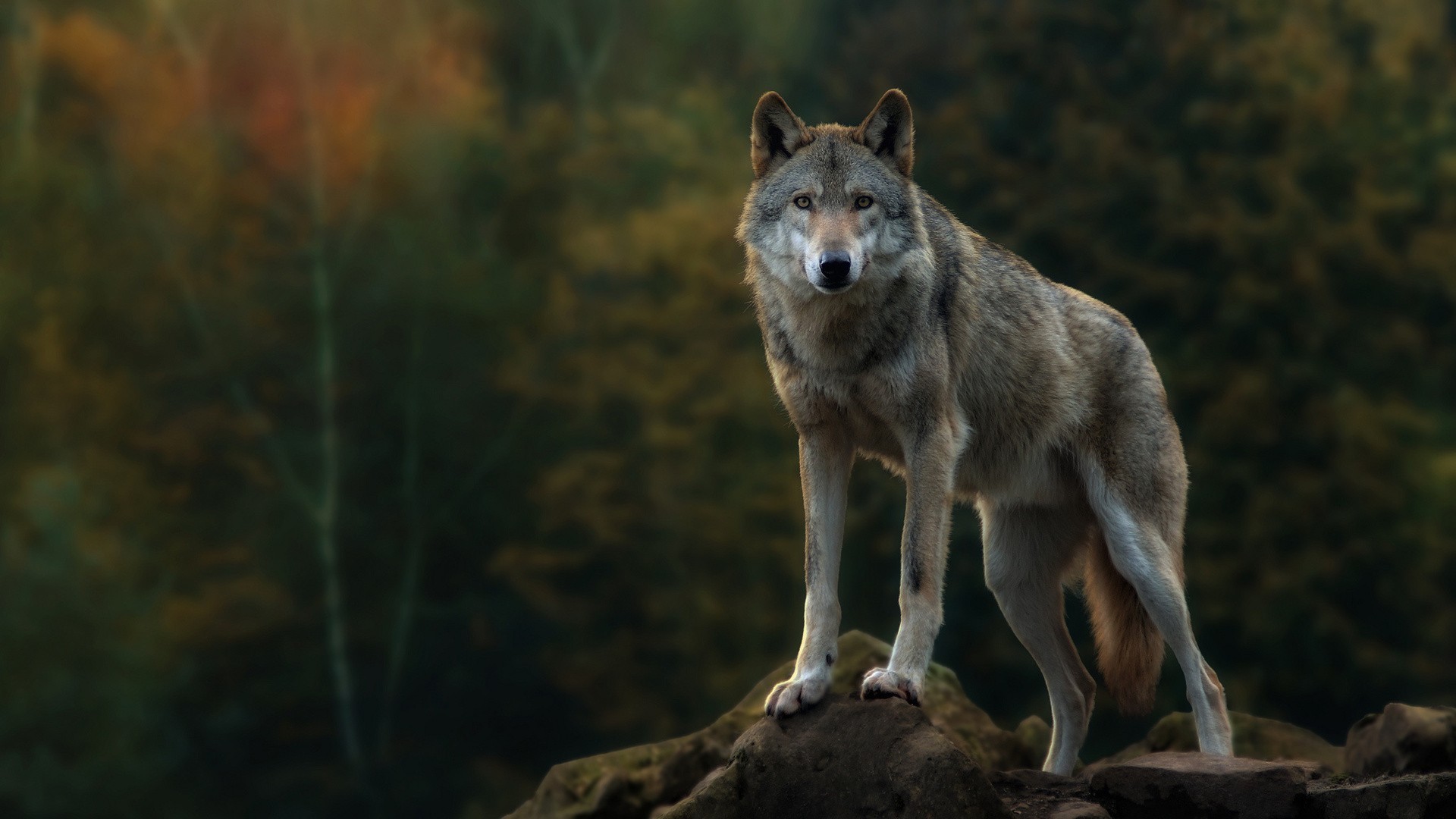 1920x1080 Wolf wallpaper hd Gallery| Beautiful and Interesting  Images,Vectors,Coloring,Cliparts |Free Hd wallpapers