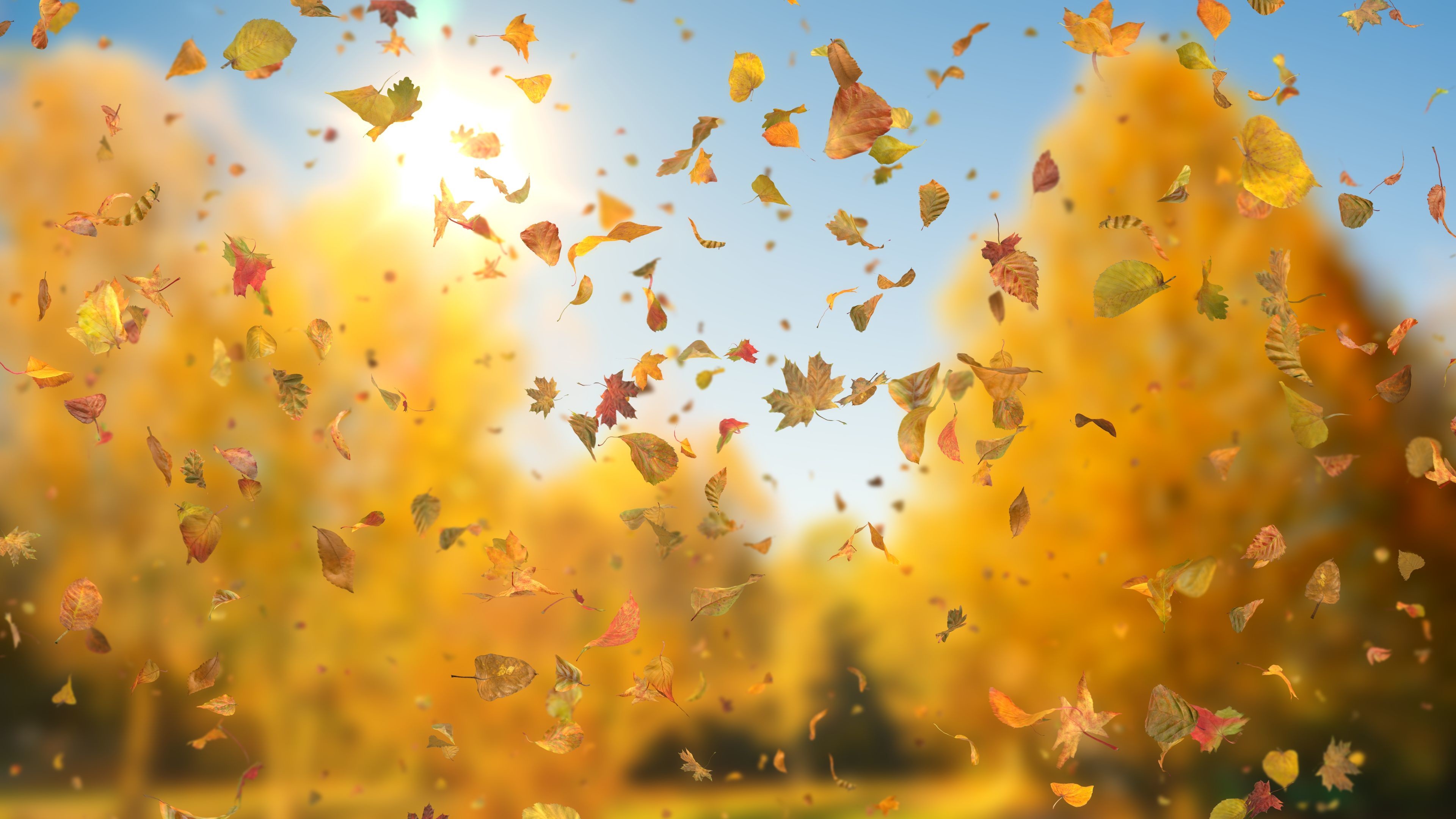 3840x2160 'Autumn Fall Leaves Sideways' - Realistic Falling Leaves Motion Background  Loop-Sample2
