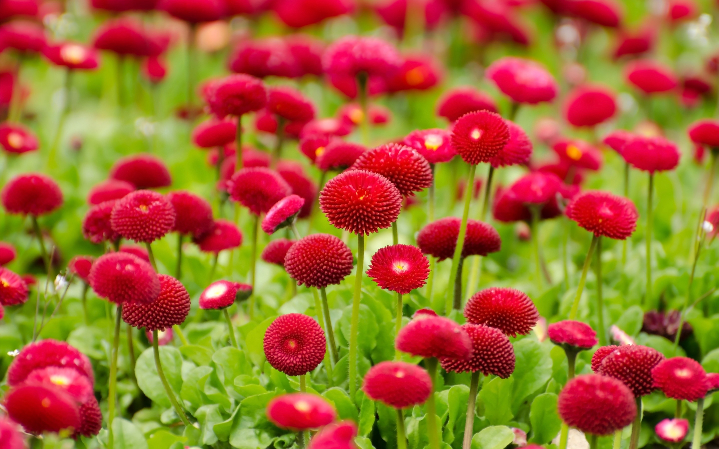 2880x1800 Summer Red Flowers Wallpapers