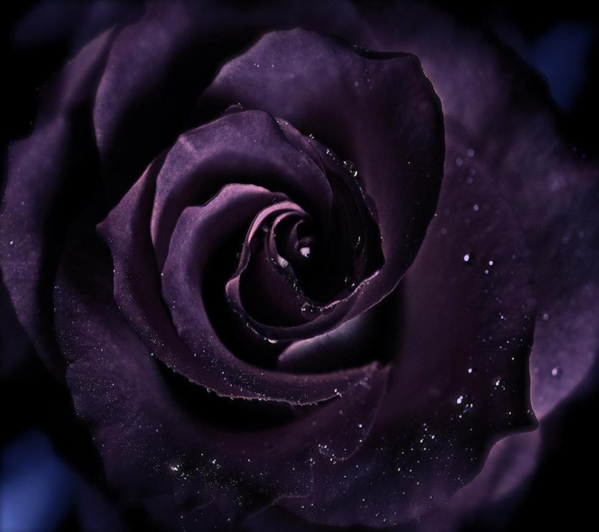 1920x1707 Earth - Rose Earth Purple Flower Dark Wallpaper
