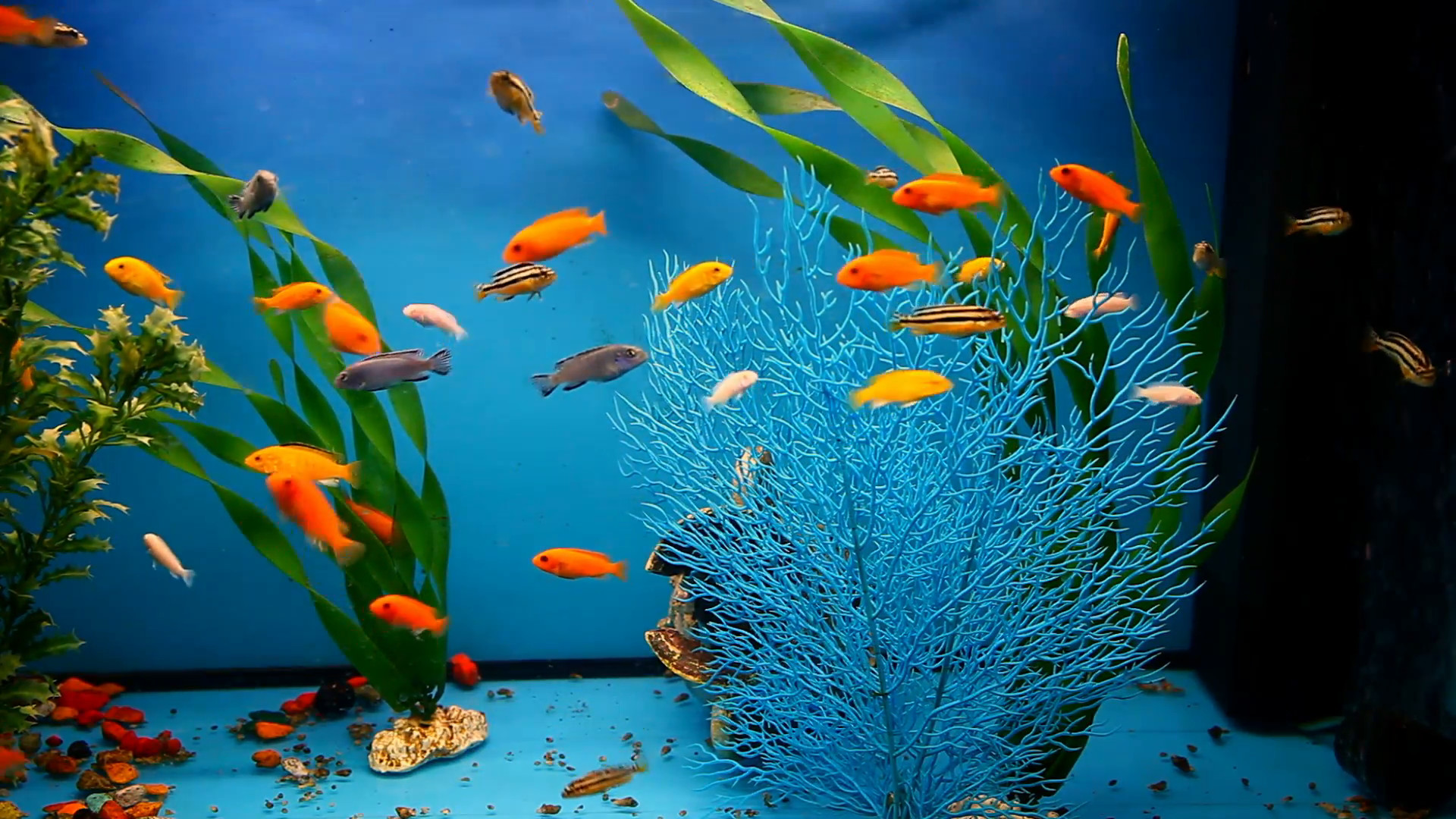 1920x1080 aquarium background blue calm fish swim grass saver video Stock Video  Footage - Storyblocks Video