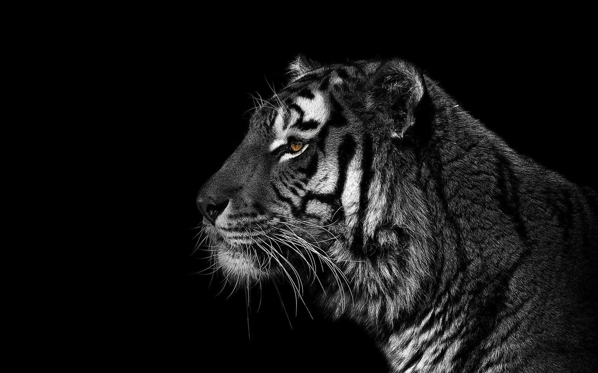 1920x1200 Pretty cool black background Tiger from Christian Meermann