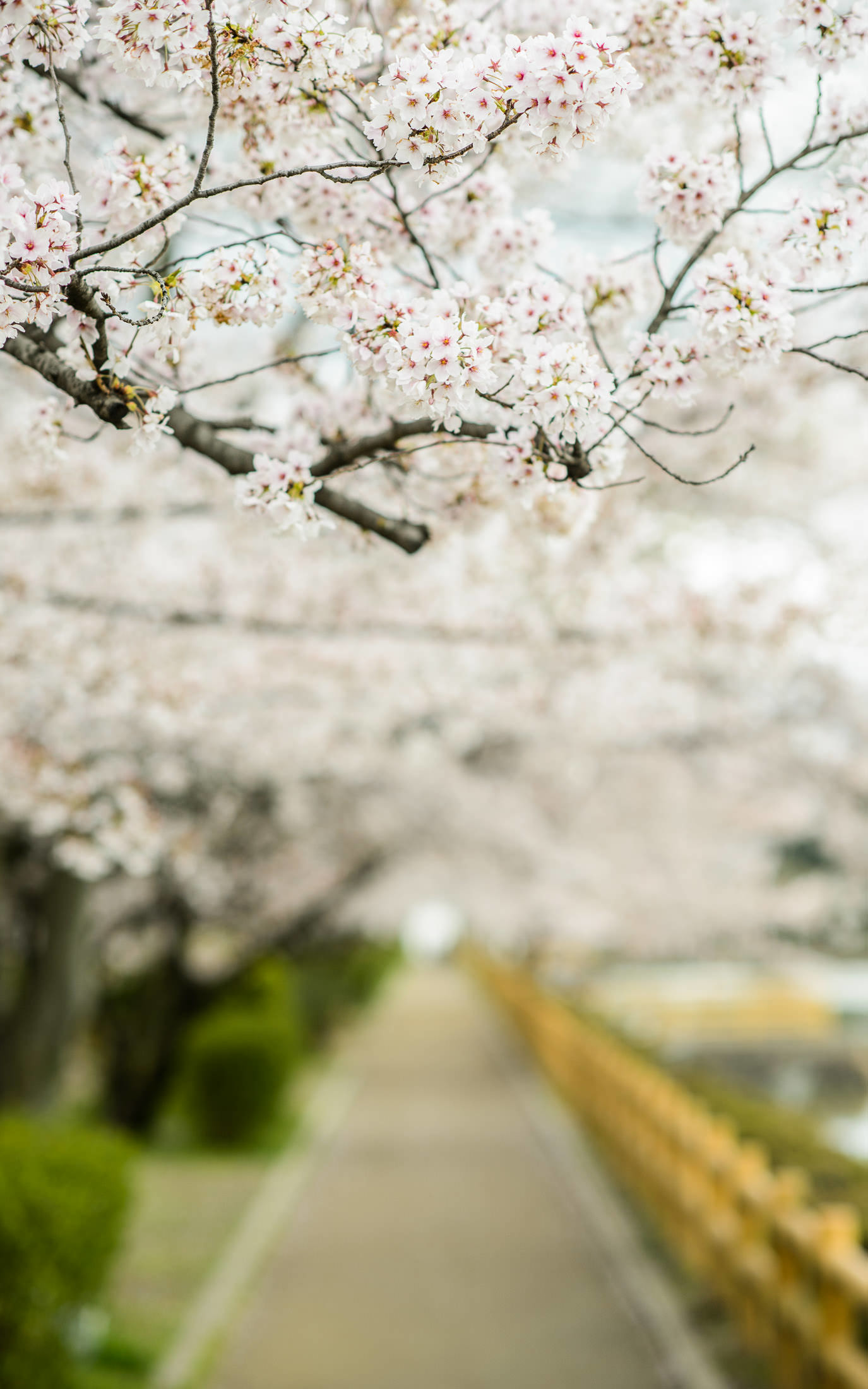 1375x2200 desktop background image of a cherry-blossom scene near the Nagaokatenmangu  Shrine (é·å²¡å¤©æºå®®