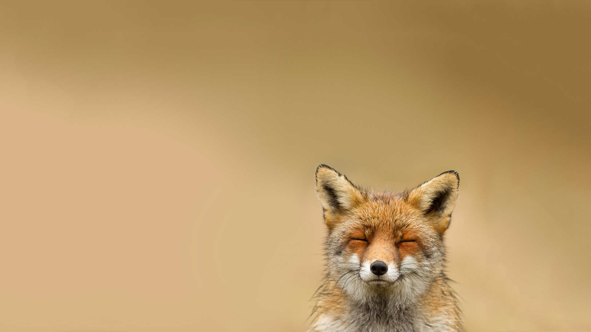 1920x1080 Fox Background