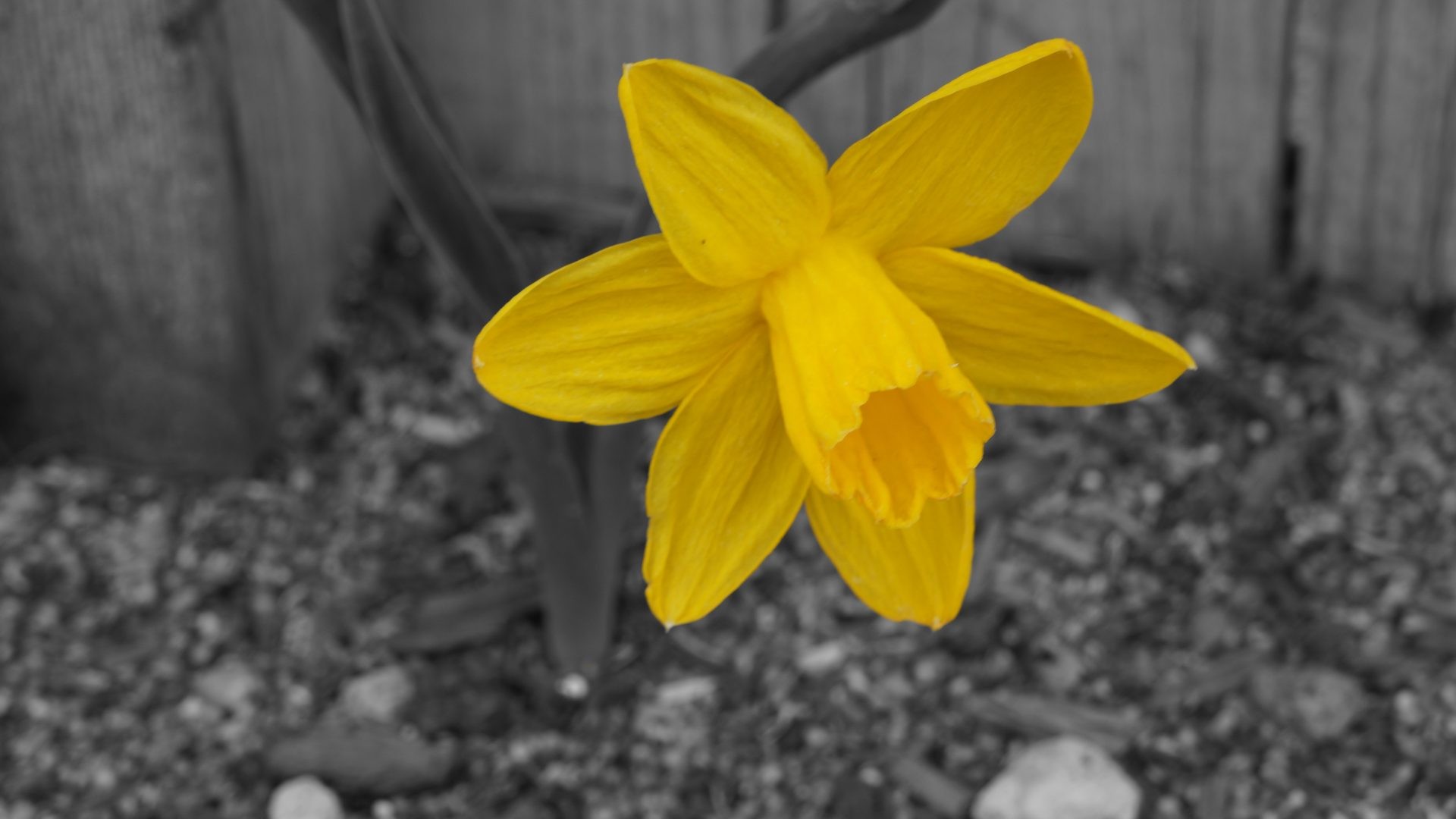 1920x1080 Daffodil Tag - Stem Daffodil Yellow Single Sunshine Macro Bright One Spring  Flower Garden Desktop Backgrounds