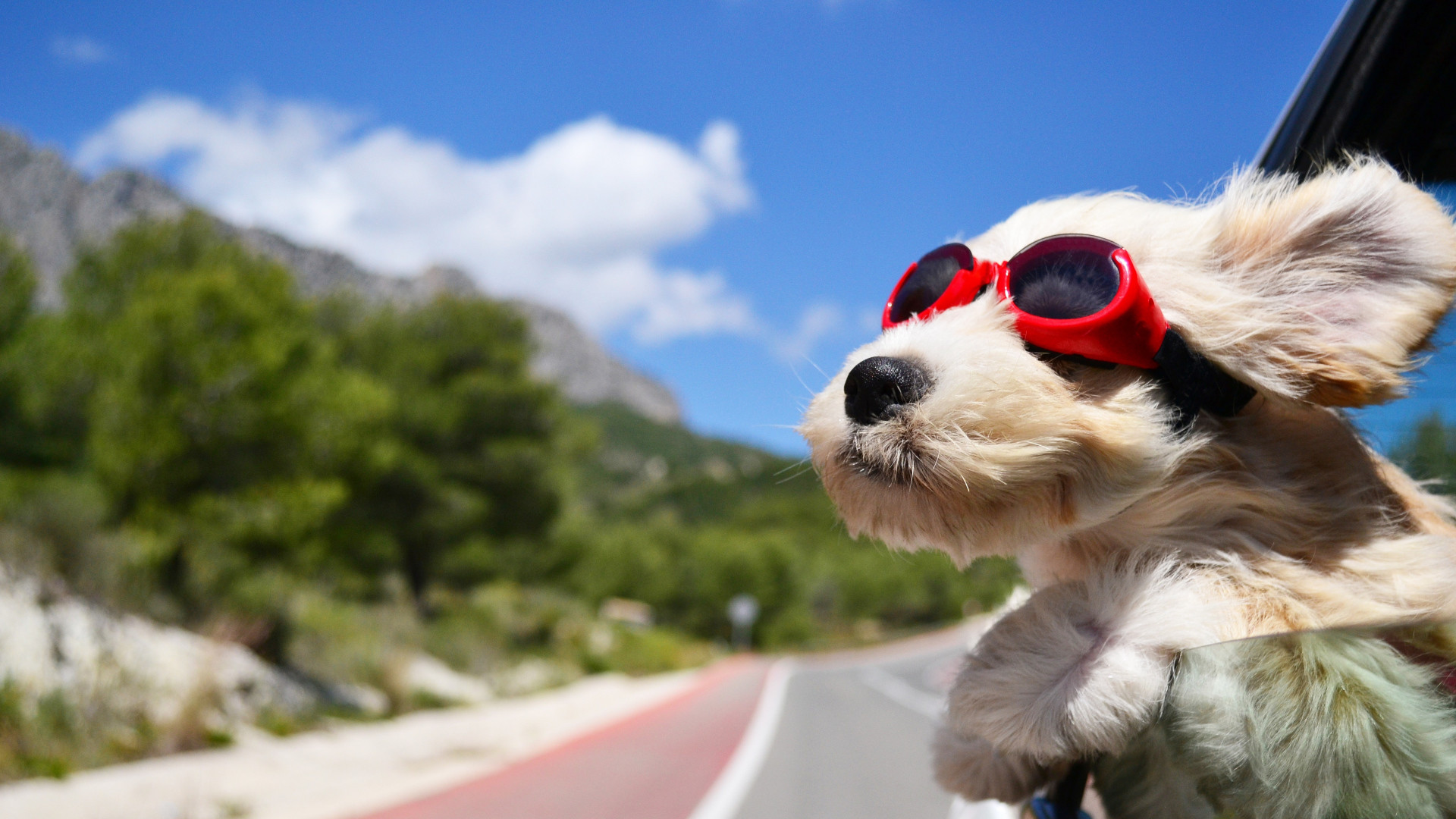 1920x1080 Preview wallpaper dog, face, wind, glasses 