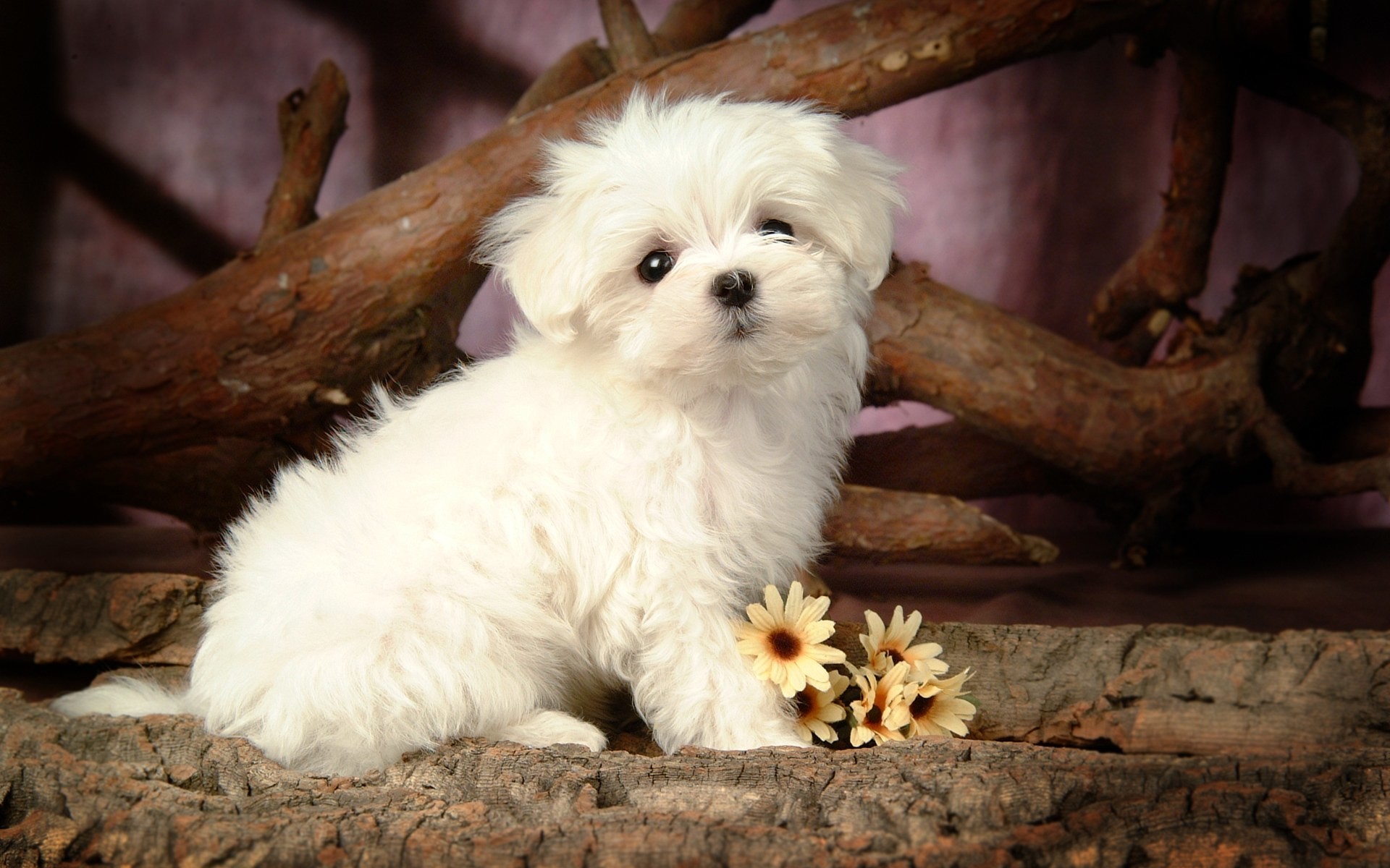 1920x1200 cute puppy pictures free download