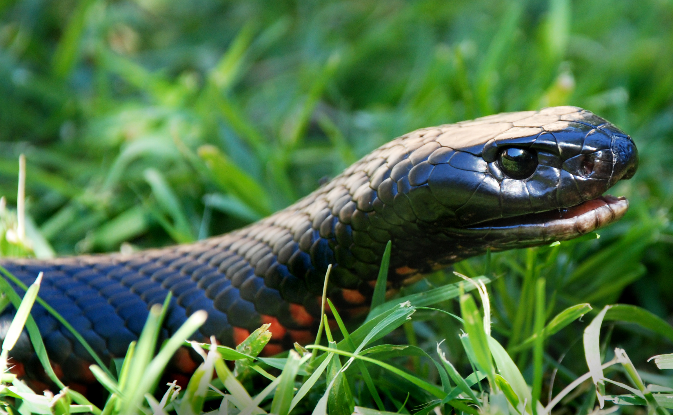 2322x1434 Animal - Red-Bellied Black Snake Snake Wallpaper