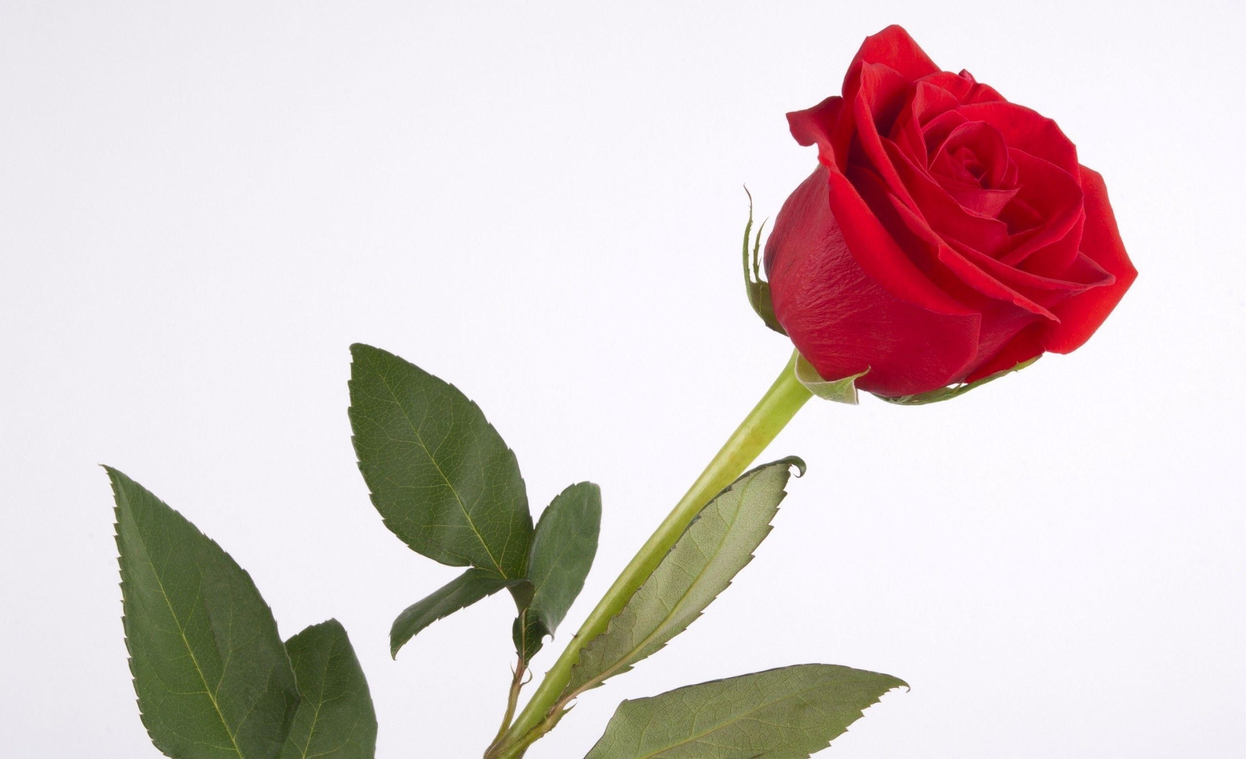 2560x1560 Single Red Rose Wallpapers Wallpaper Cave