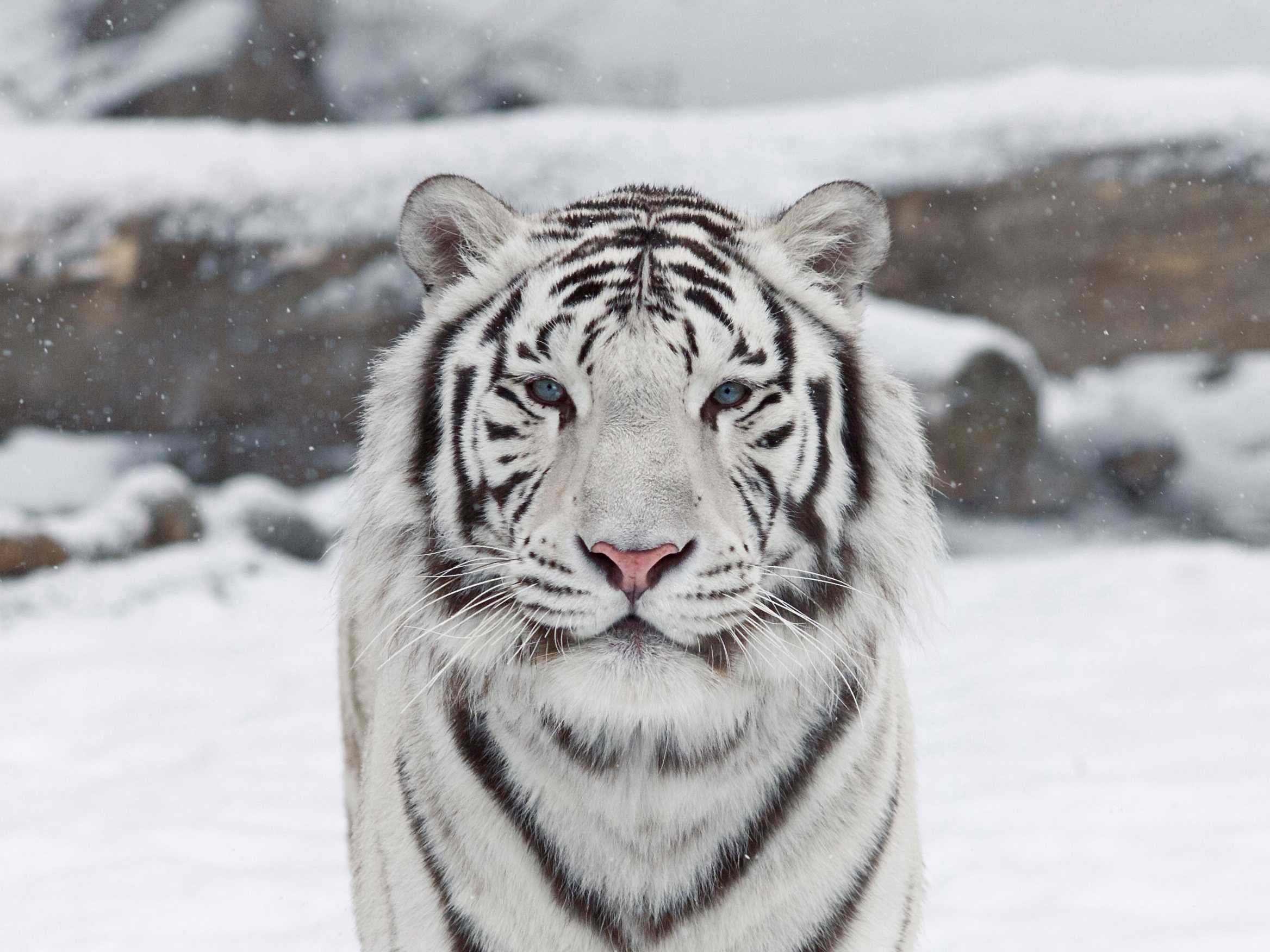2336x1752 Nice White Tiger. Â« White Tiger BackgroundSunlight Â»