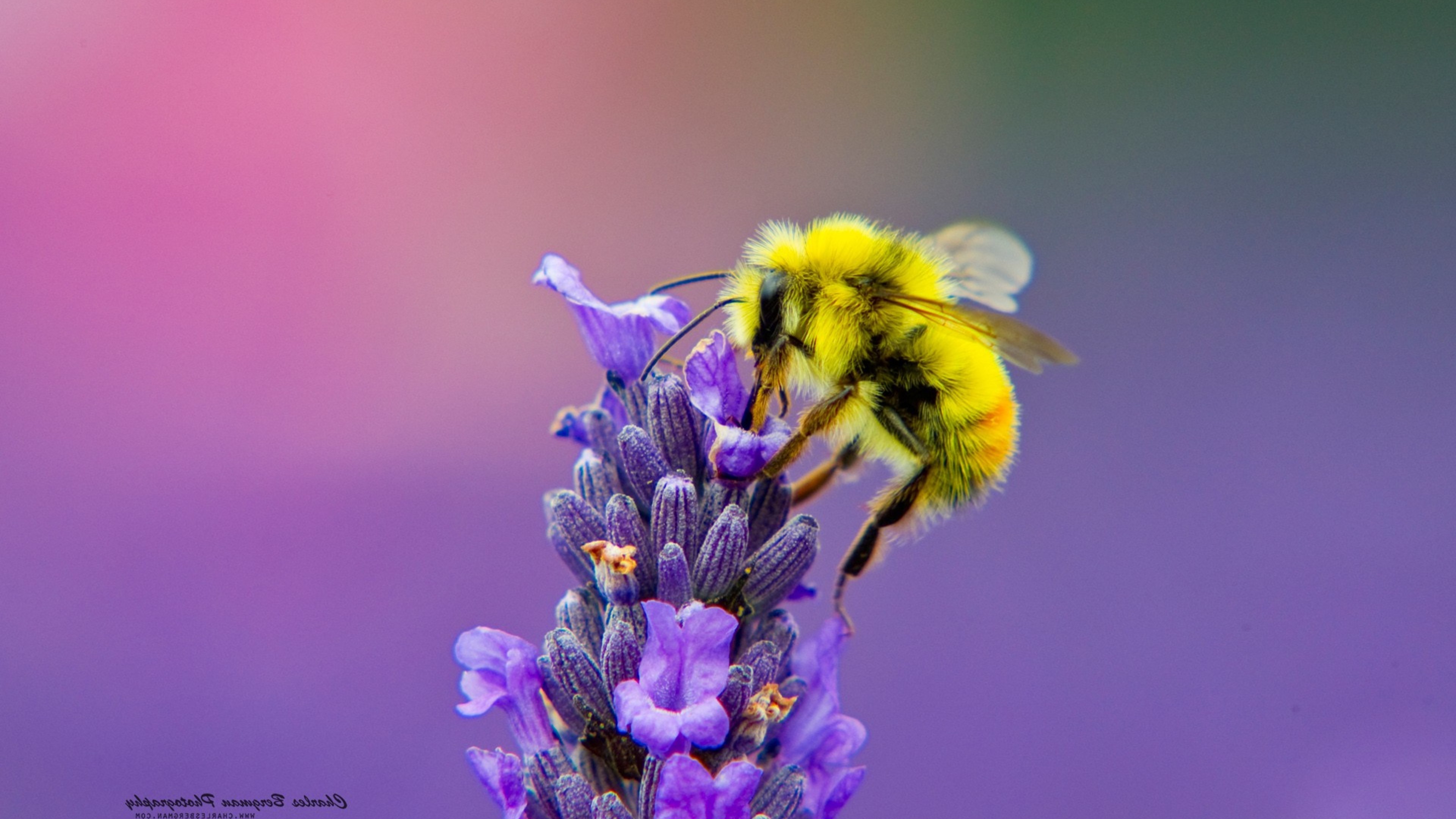 3840x2160 Honey Bee Lavendar Nectar