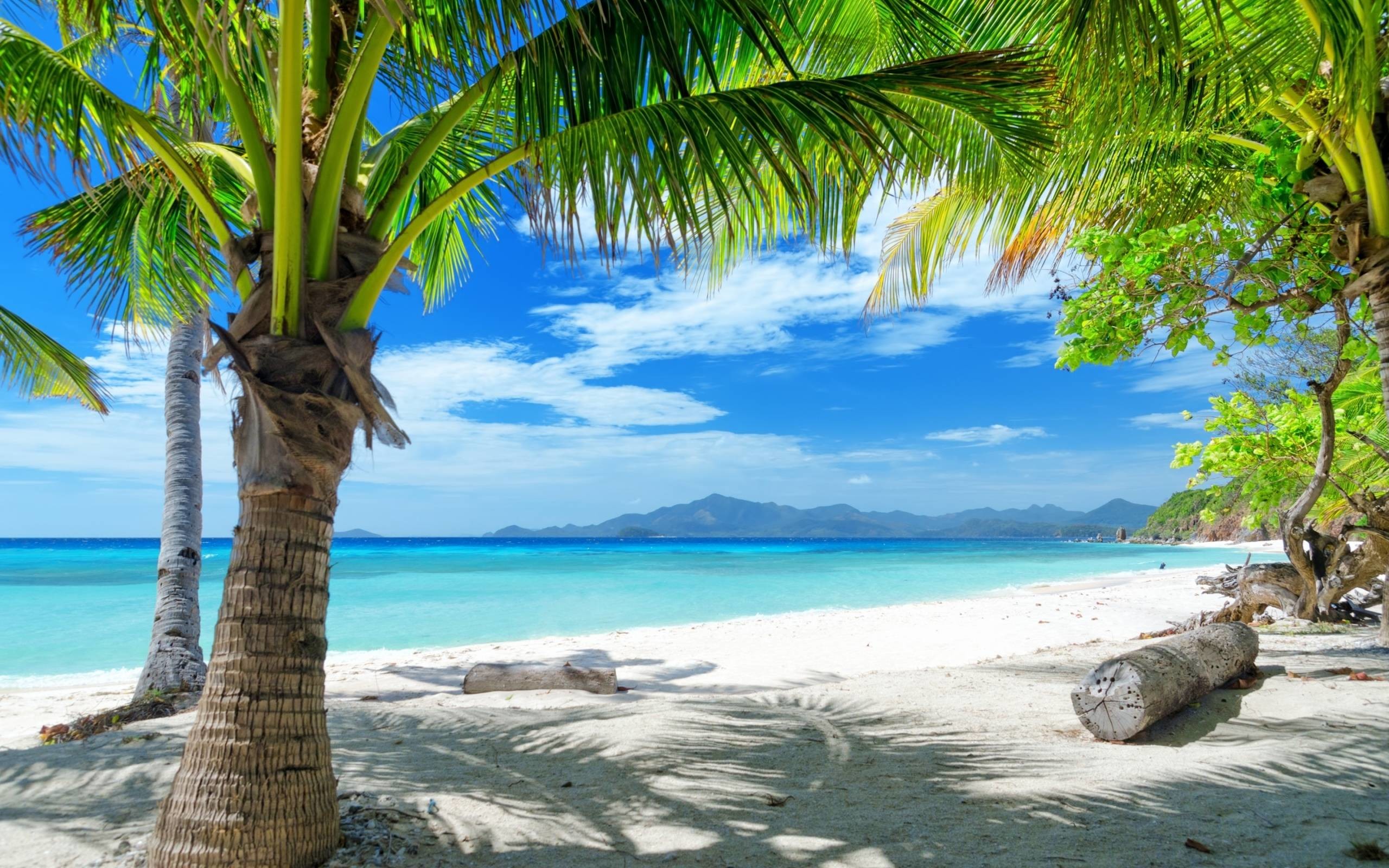 2560x1600 Tempting ocean beach with palm trees HD Desktop Wallpaper | HD .