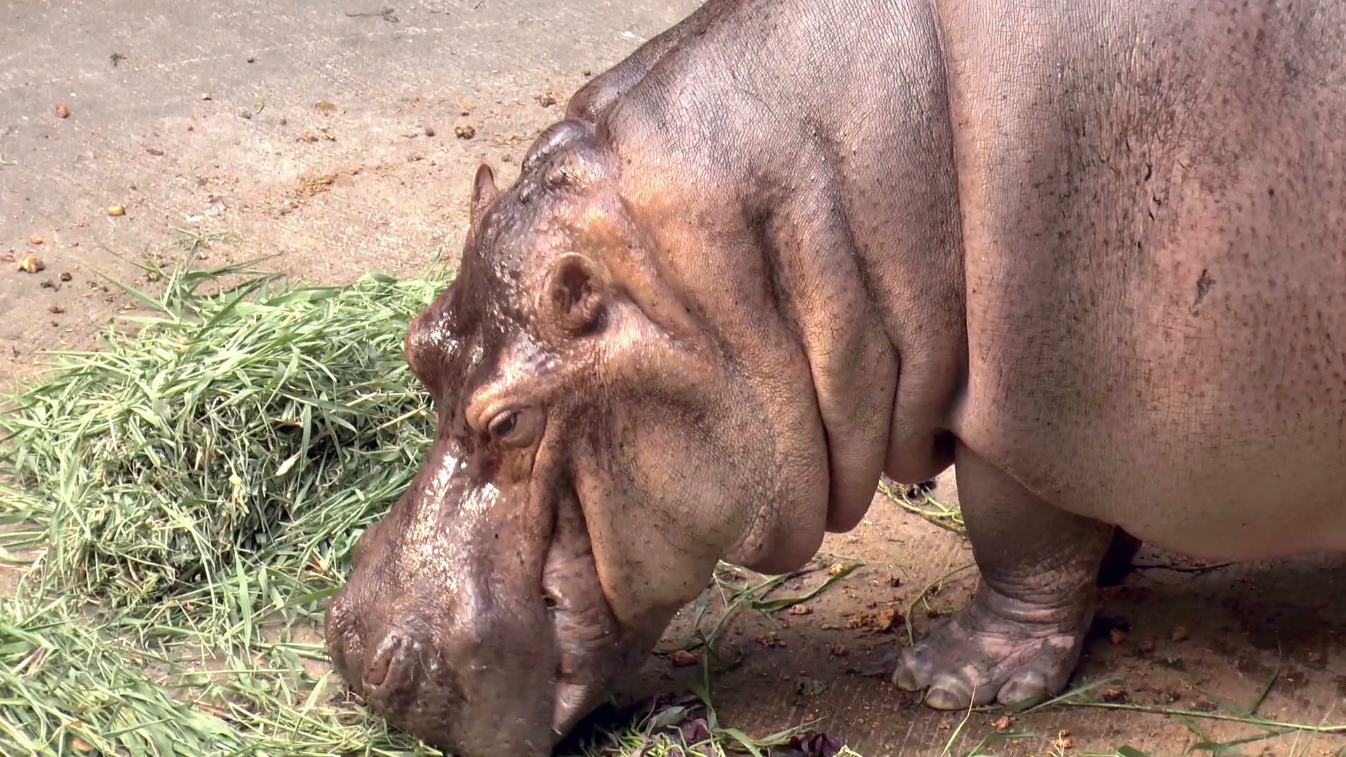 1920x1080 hippo close up - hippopotamus, river horse eating grass close up HD clip  Stock Video Footage - VideoBlocks