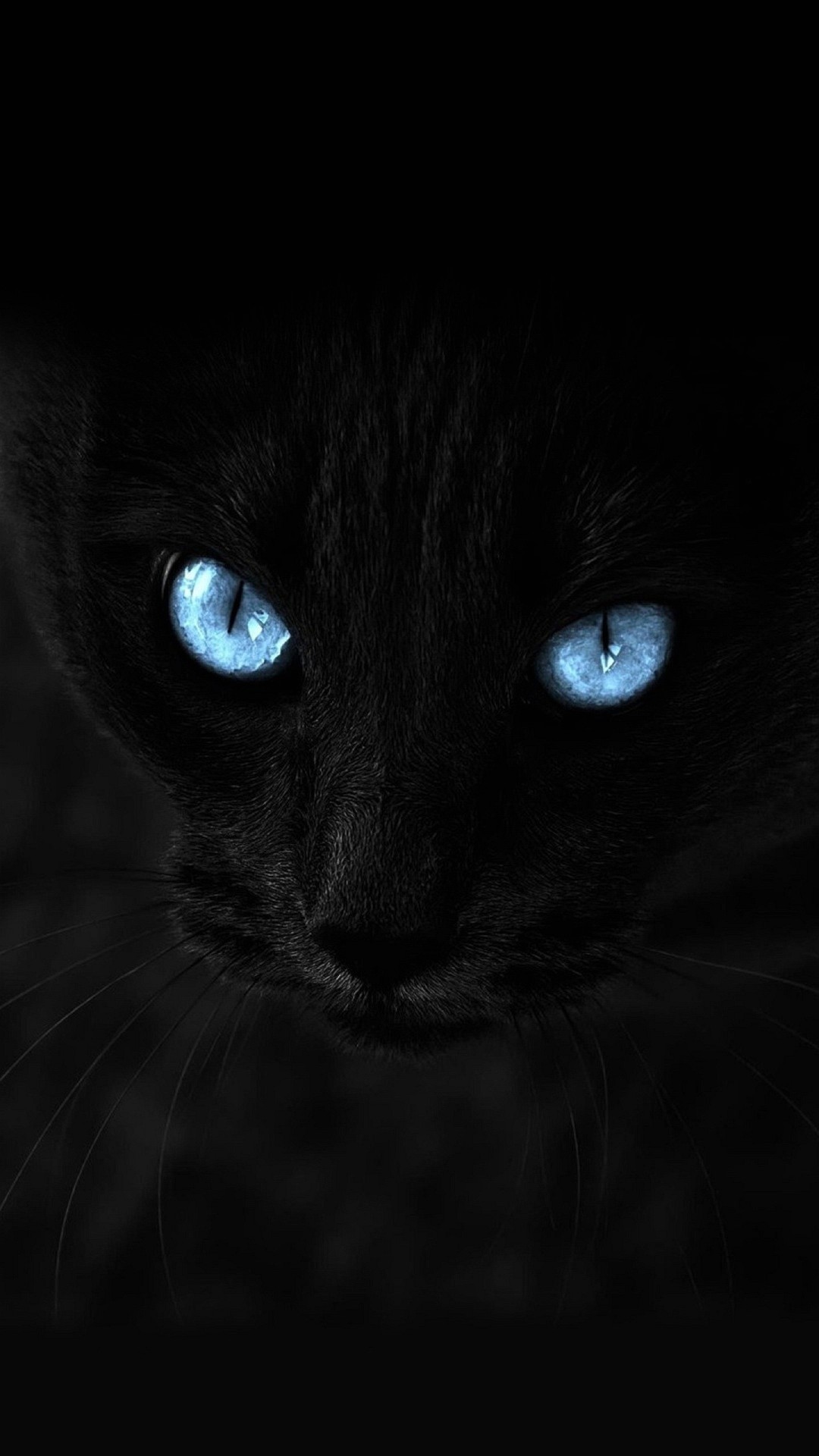 1080x1920 Wallpaper iphone 6 plus cat blue eyes 5 5 inches