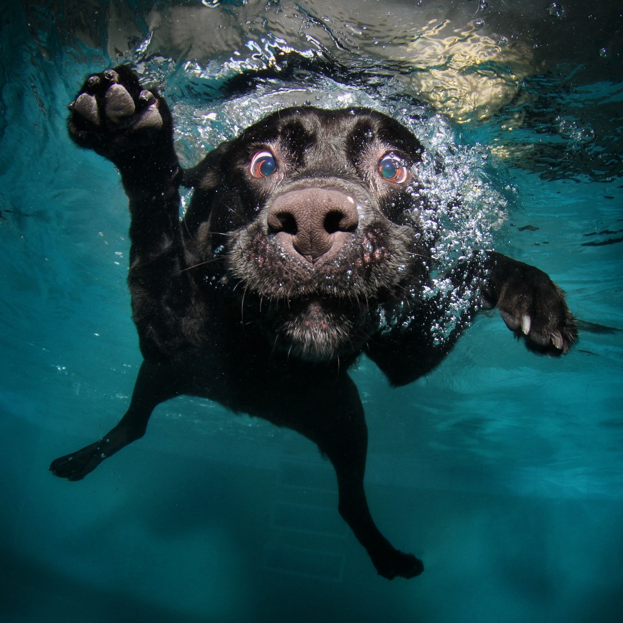 2048x2048 Preview wallpaper dog, black, underwater, swimming, water 