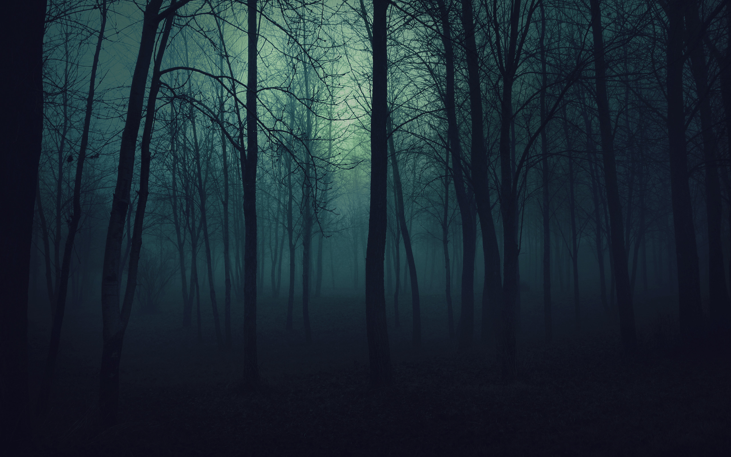 2560x1600 Dark Scary Forest Background Images & Pictures - Becuo